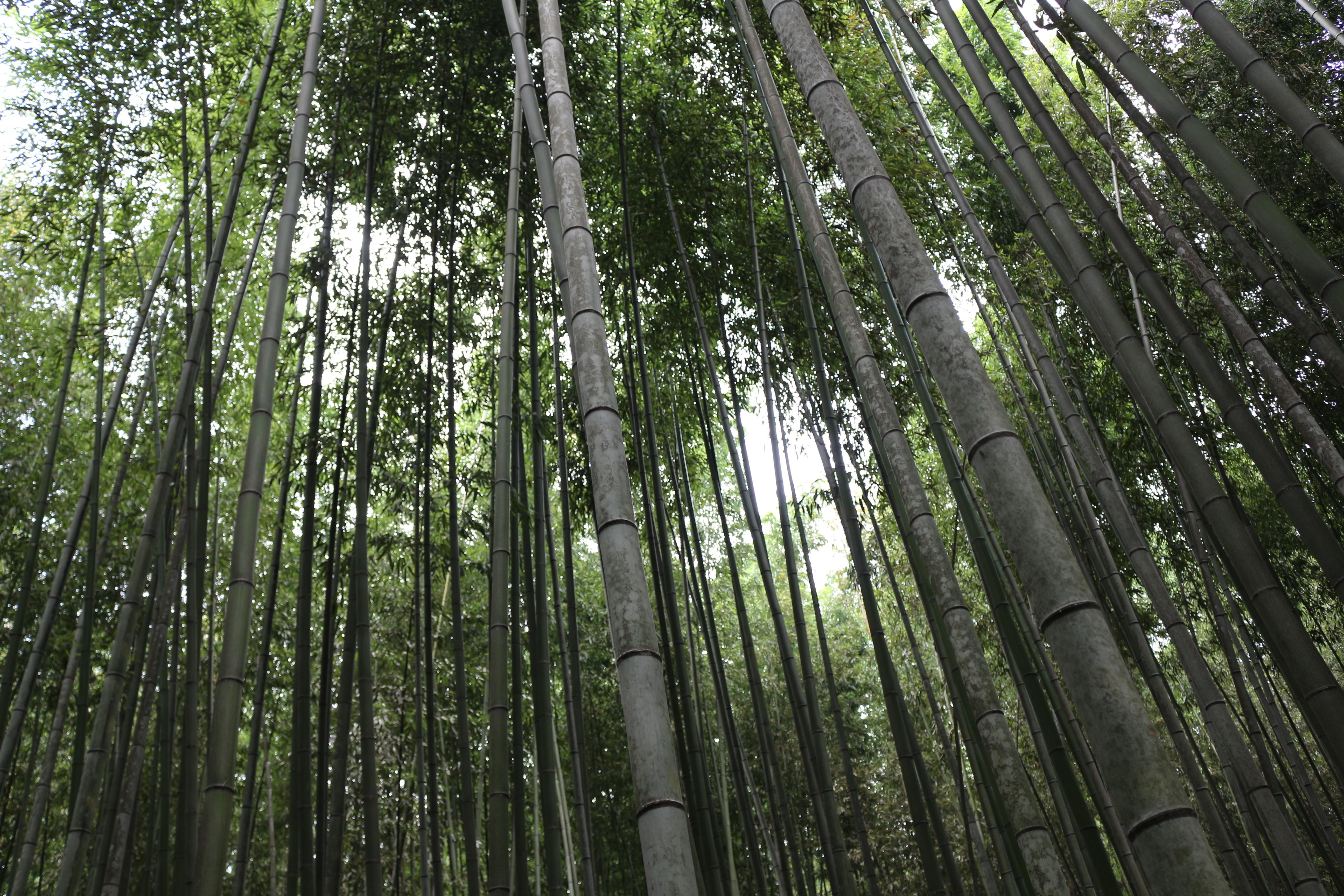 5184x3456 bamboo forest landscape japanese garden wallpaper