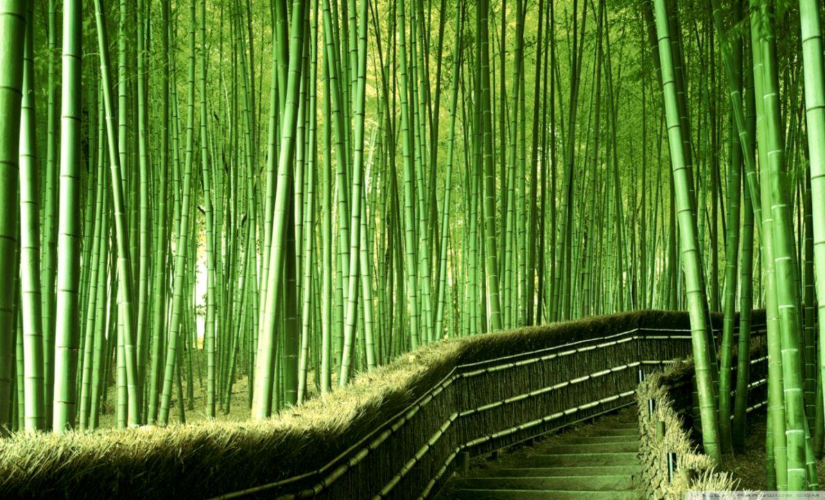1190x721 Bamboo Desktop Wallpaper