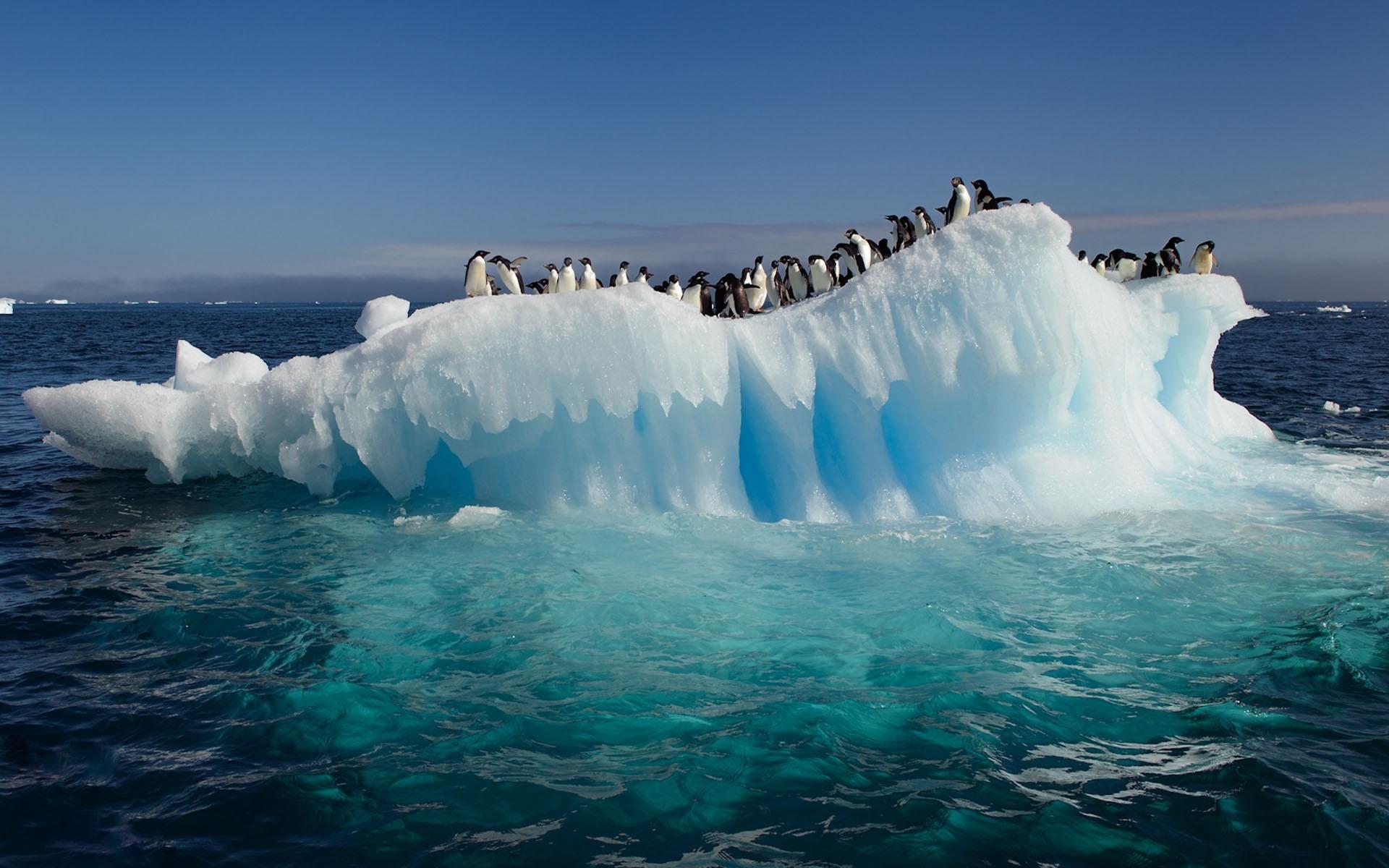 1920x1200 ice penguins arctic 1920x1200 wallpaper High Quality Wallpaper, High Definition Wallpaper