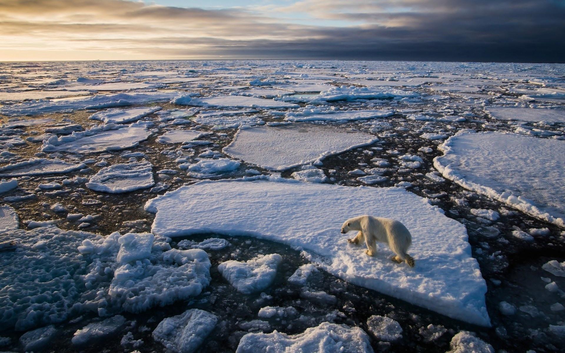 1920x1200 Polar bear ice floe ocean arctic winter g wallpaperx1200