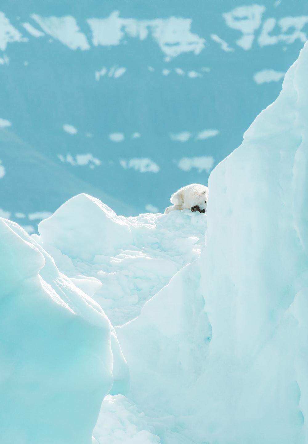 1000x1441 Polar Bears best free polar bear, grey, animal and mammal photo