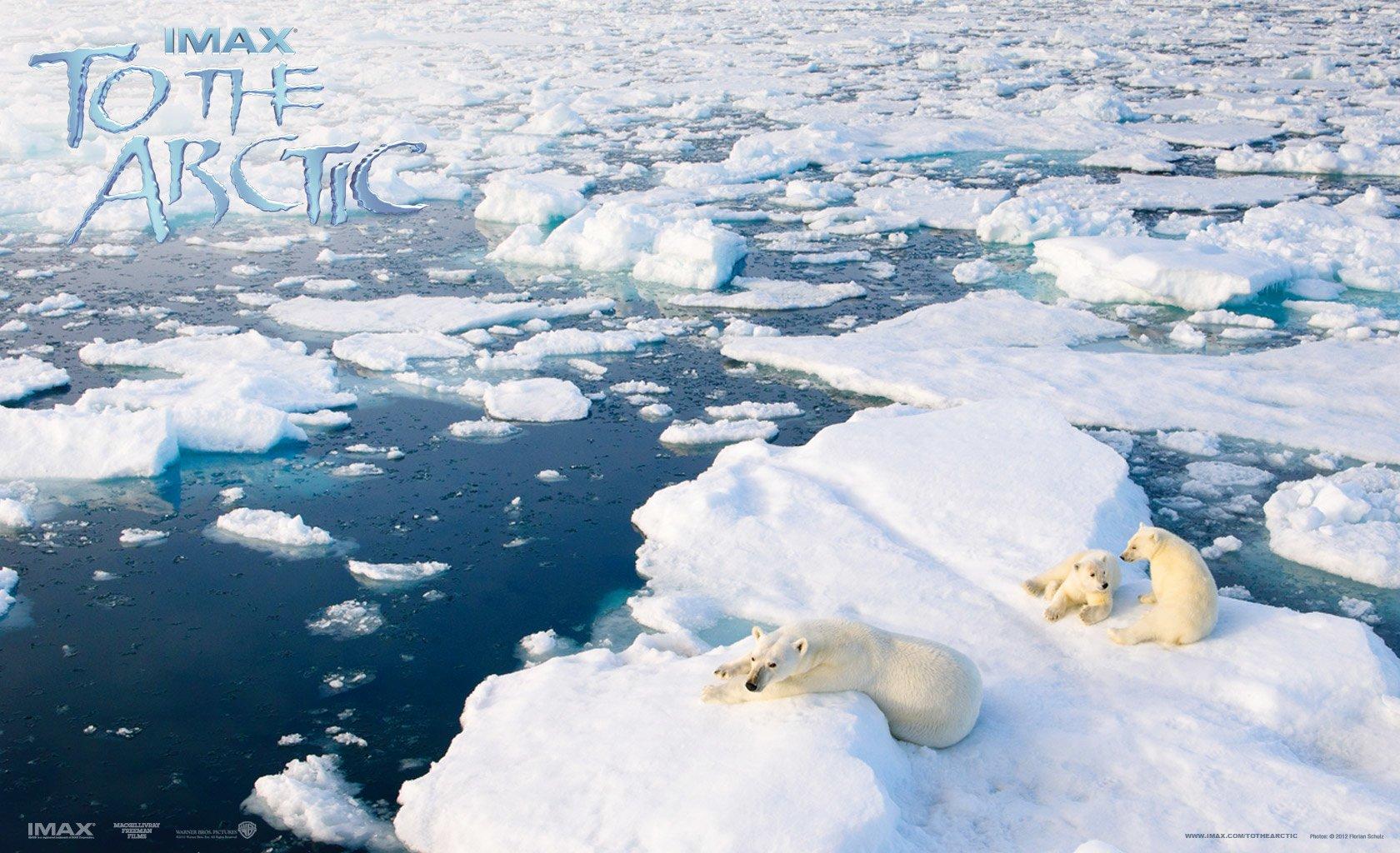 1680x1024 To The Arctic Wallpaper and Background Imagex1024