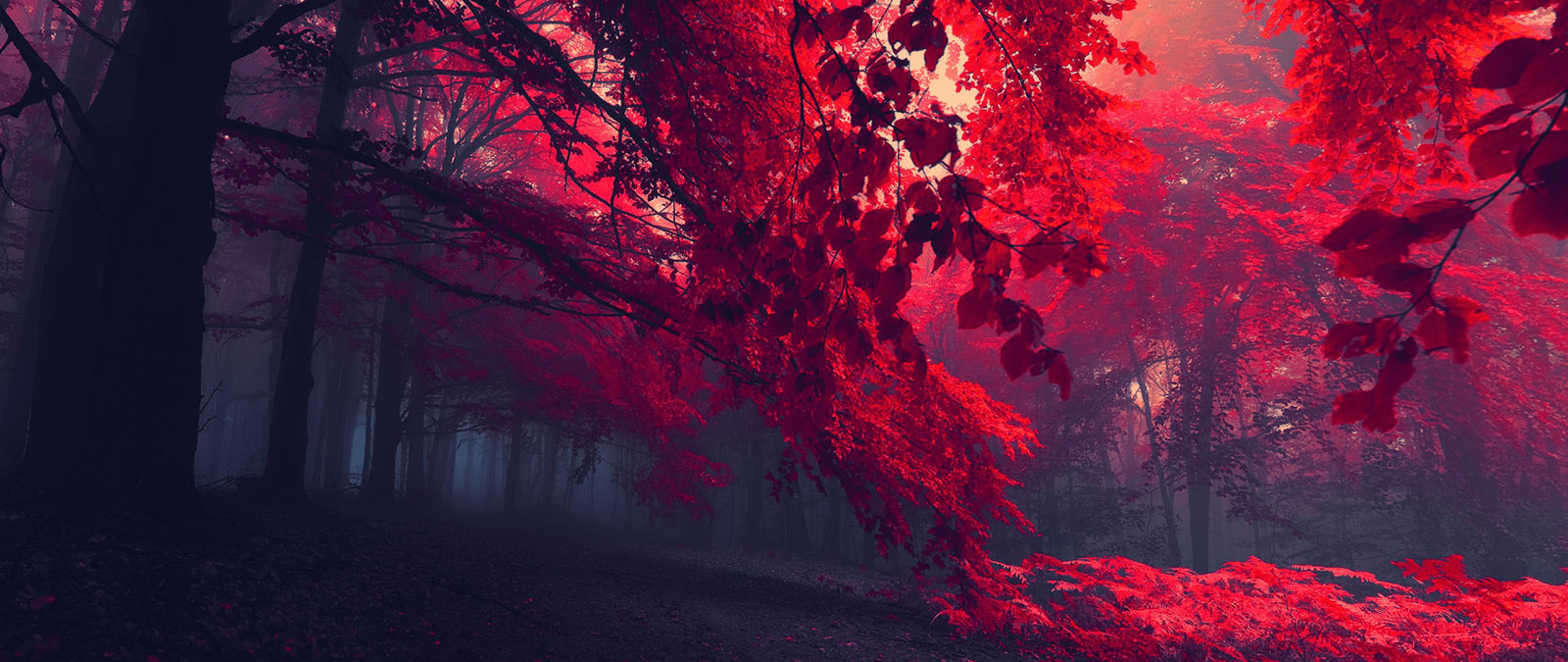 1600x675 8k ultra HD nature wallpaper wide. Mocah HD Wallpaper