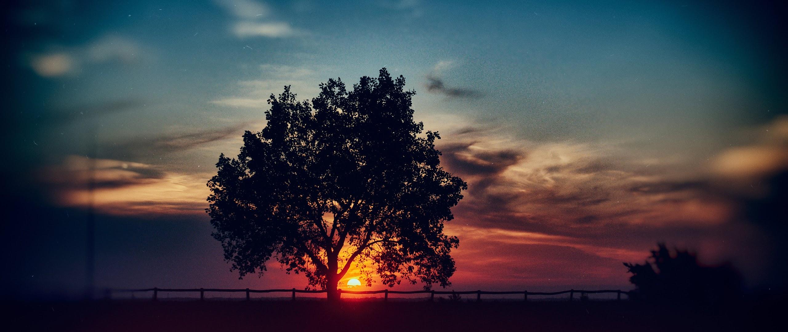 2560x1080 Sunset Scenery Tree Landscape Nature 8K Wallpaper