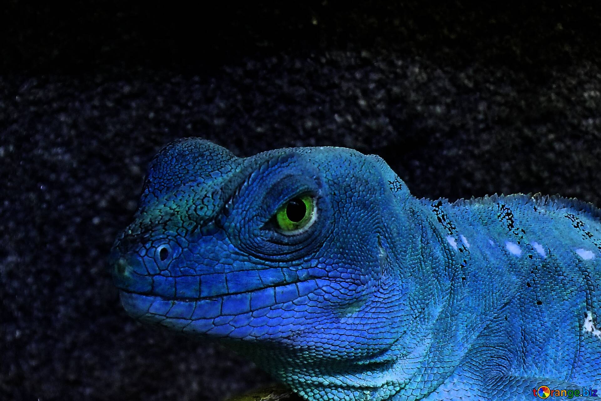 Blue Lizard Wallpapers Top Free Blue Lizard Backgrounds WallpaperAccess