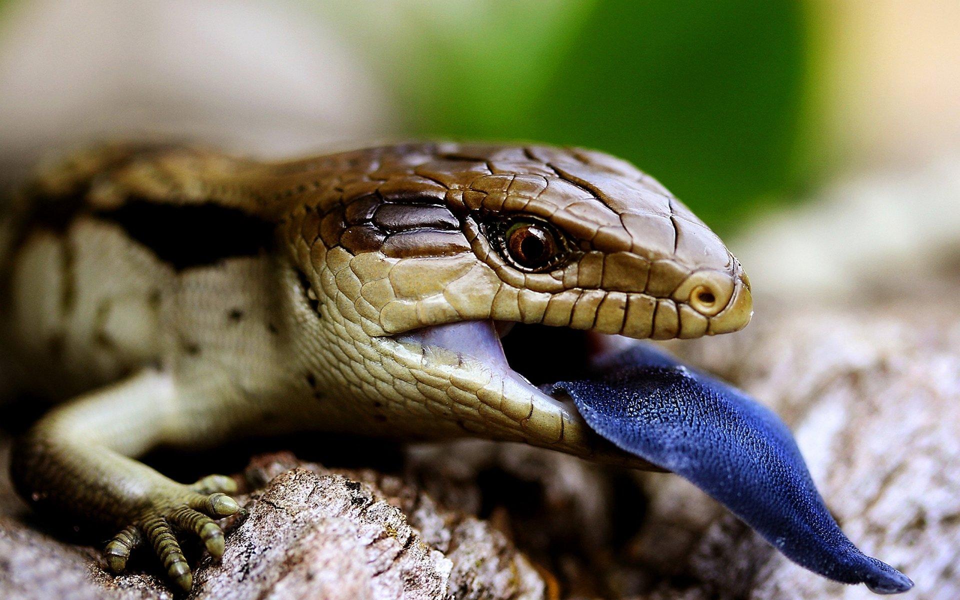 1920x1200 Blue Tongue Skink HD Wallpaper And Background Image