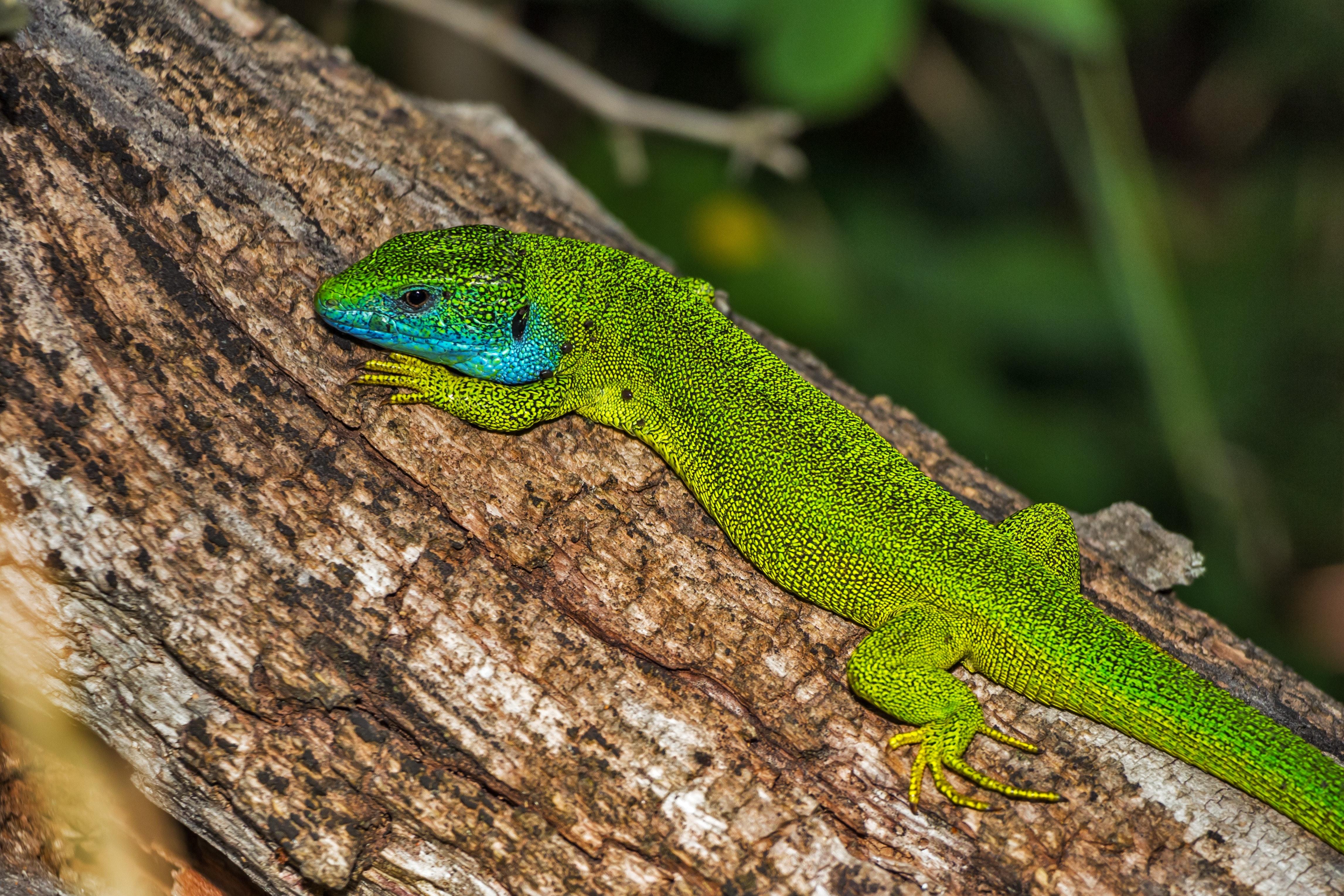 4587x3058 Green and Blue Lizard on Brown Wood · Free