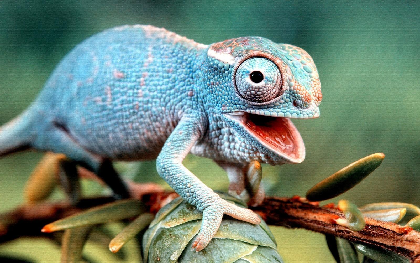 1600x1001 Colorful Lizard Wallpaper