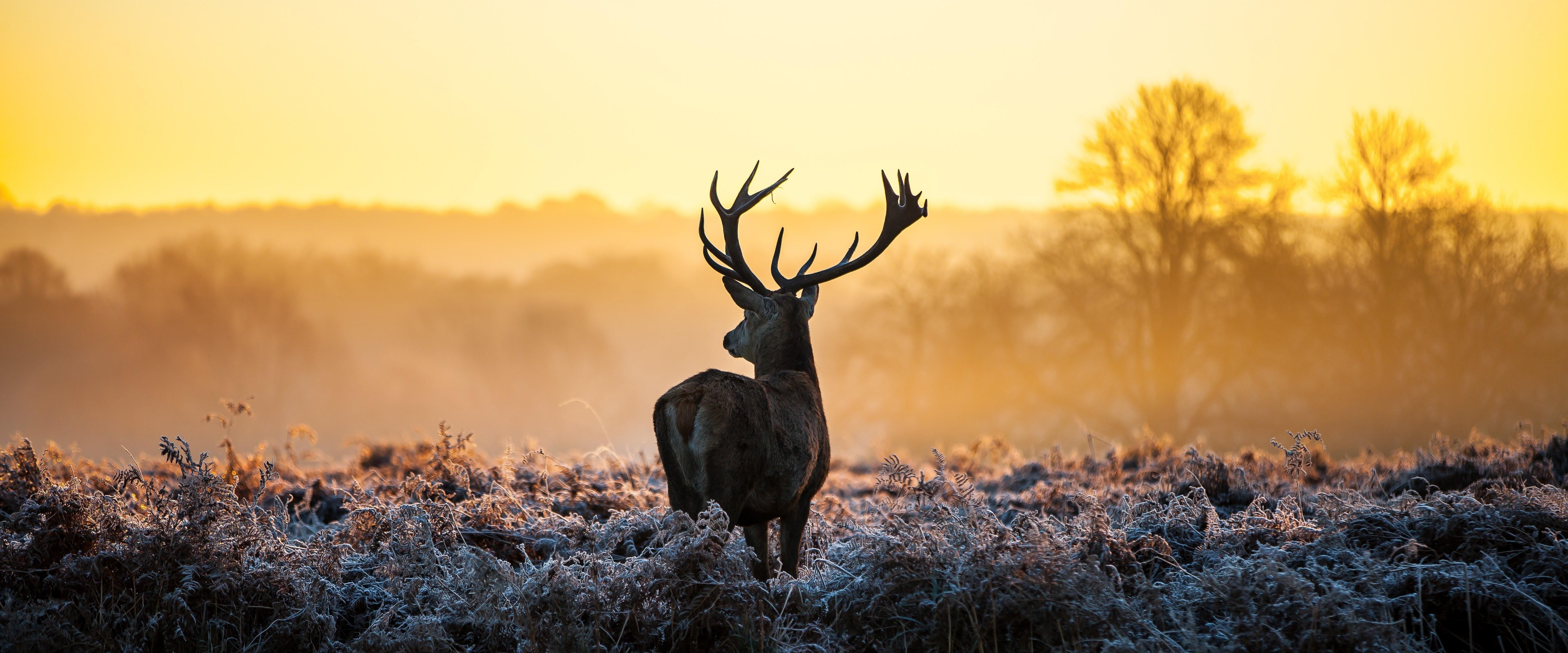7680x3200 Deer 8K Wallpaper