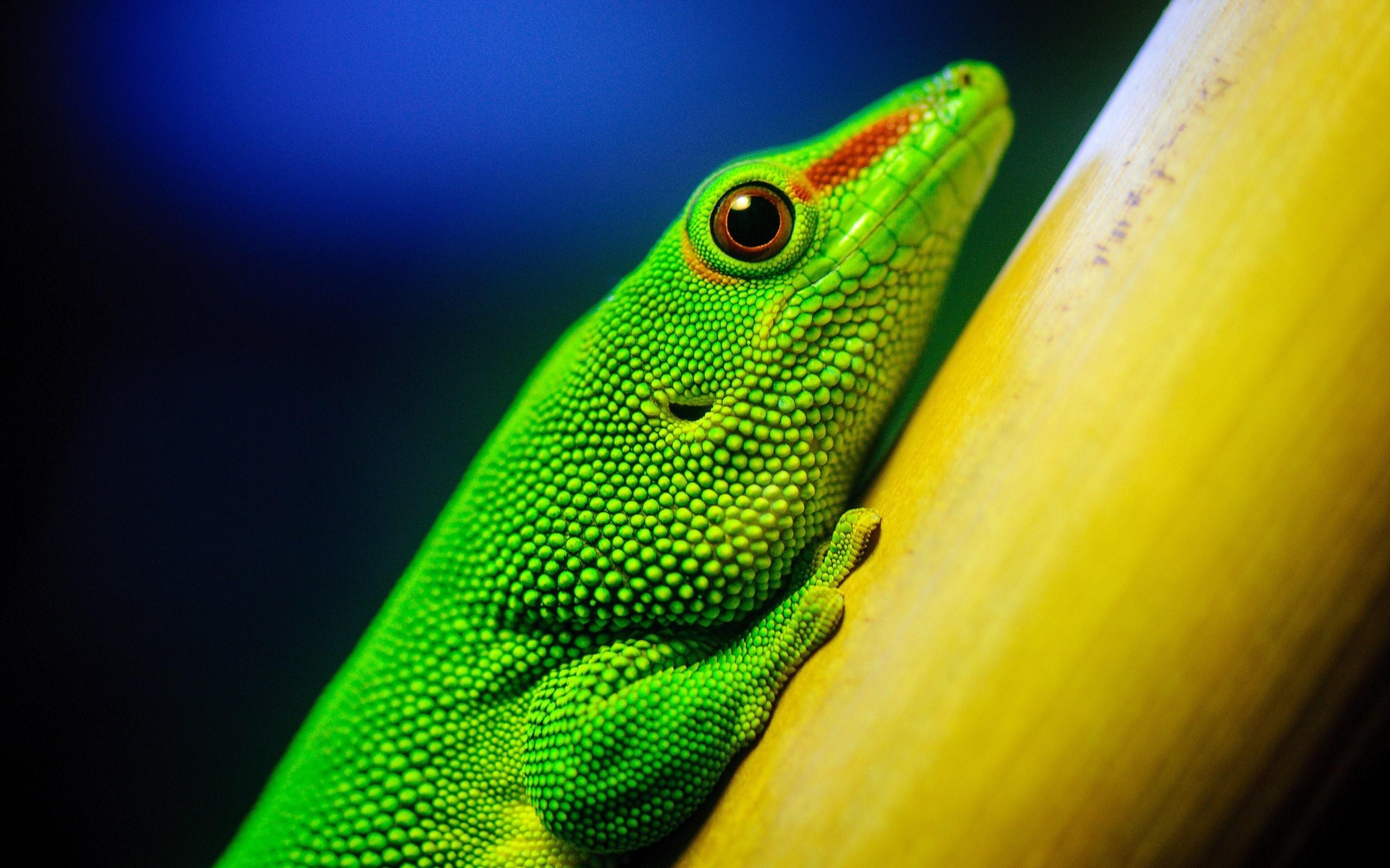 2560x1600 Green Lizard wallpaperx1600