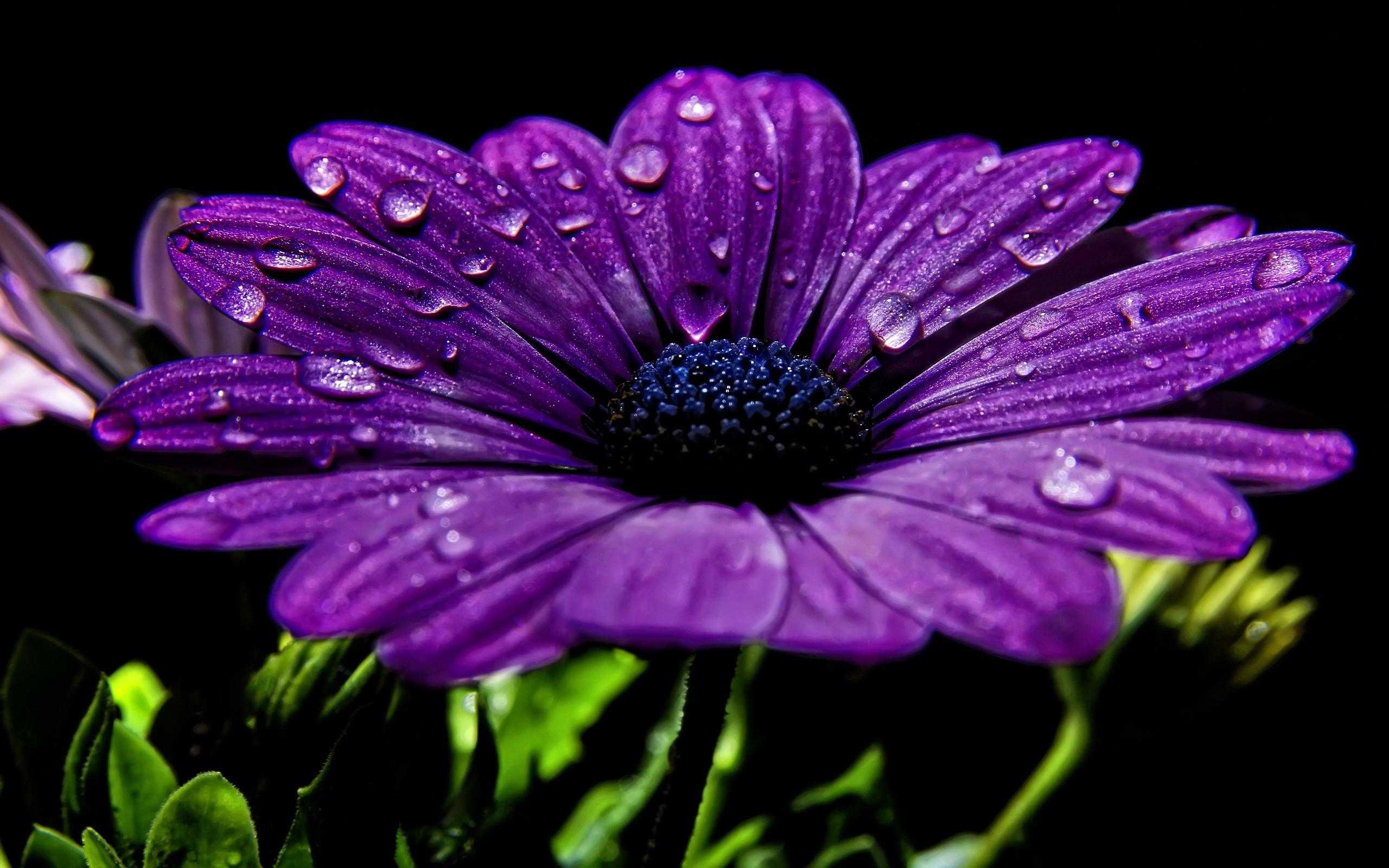 2560x1600 High Definition Purple Wallpaper Image for Free Download