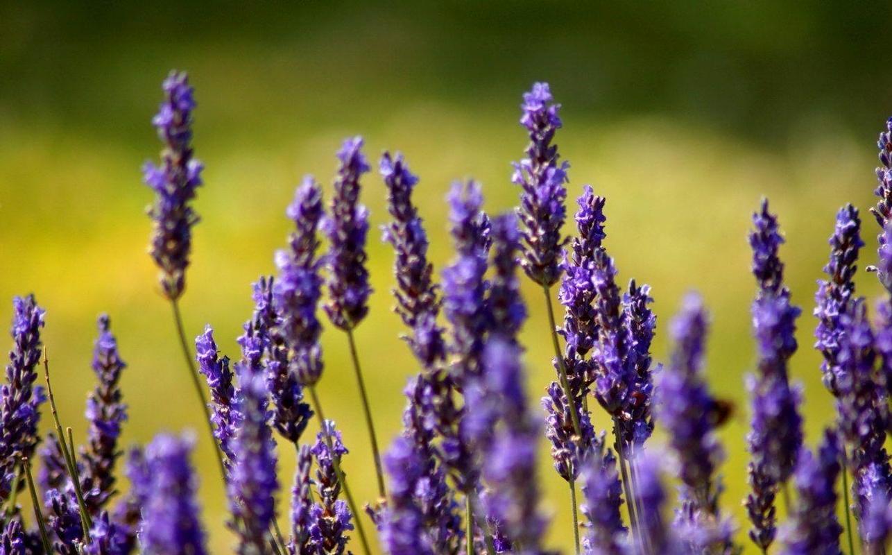 1280x796 Provence, France APK Download Personalization APP