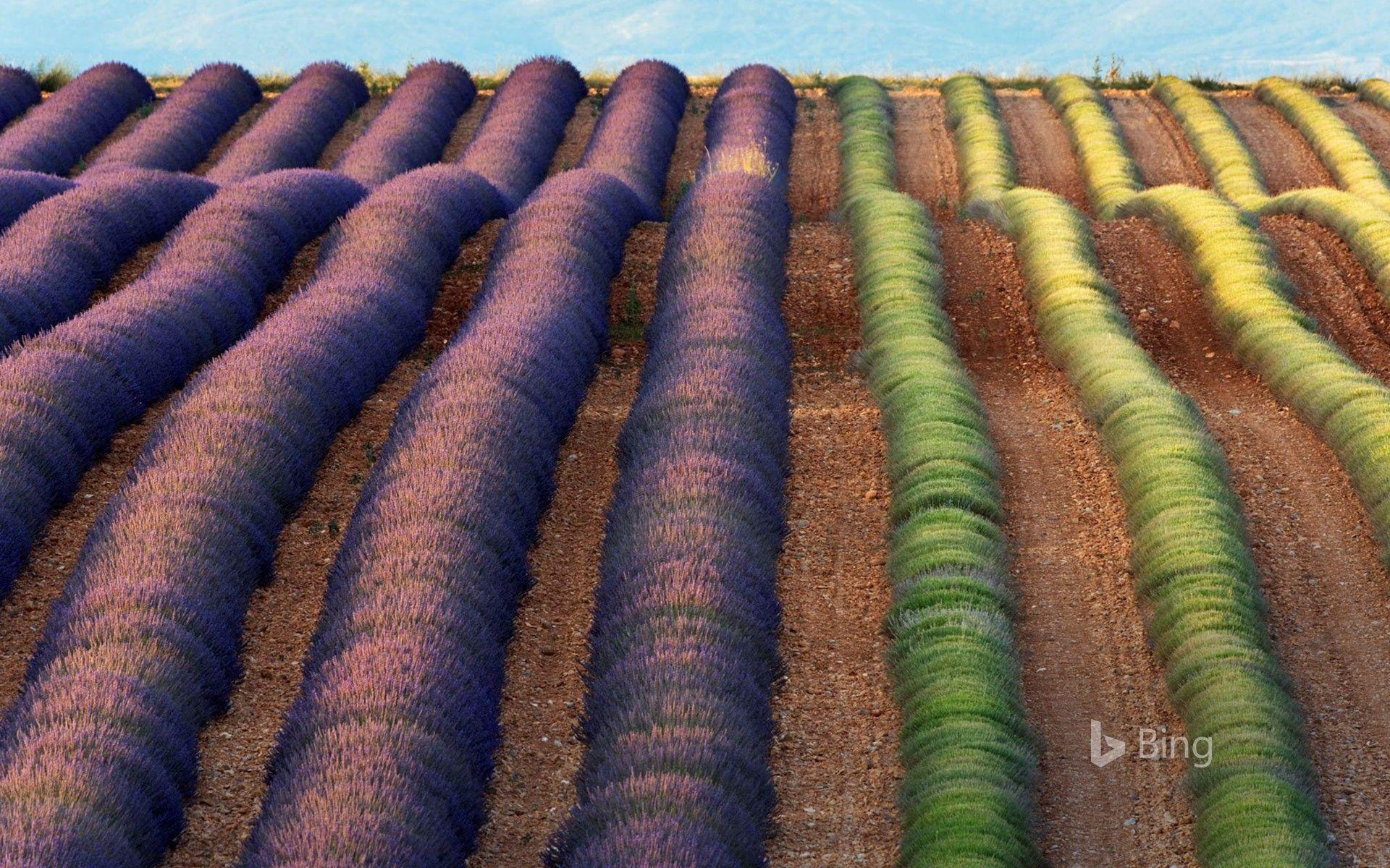 1920x1200 Lavender fields of Valensole, Provence, France © Frank Krahmer