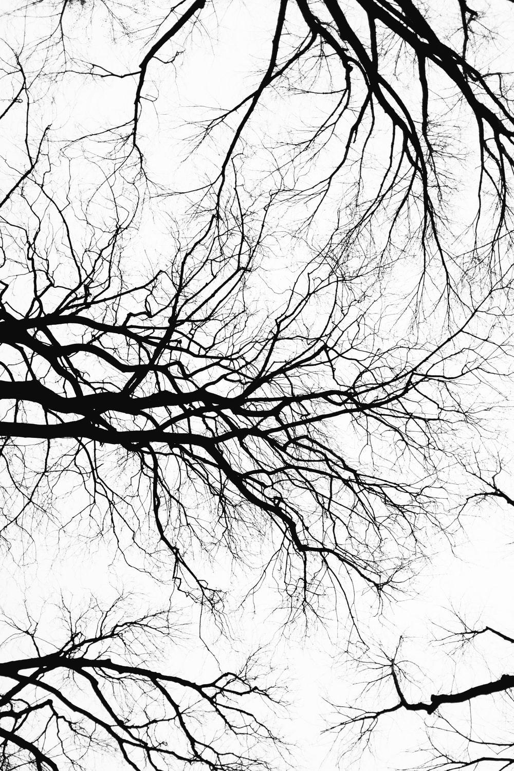 1000x1500 Black And White Drawing Picture. Download Free Image