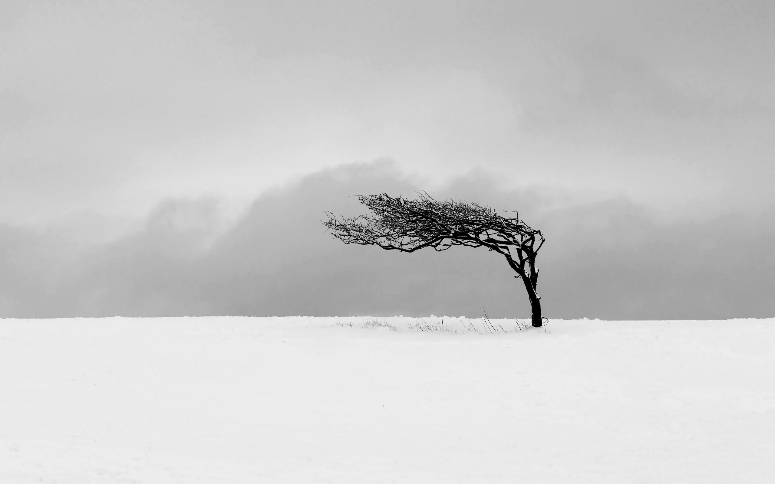 2560x1600 #nature, #winter, #minimalism, #monochrome, #snow, #trees, #mist wallpaper. Mocah HD Wallpaper