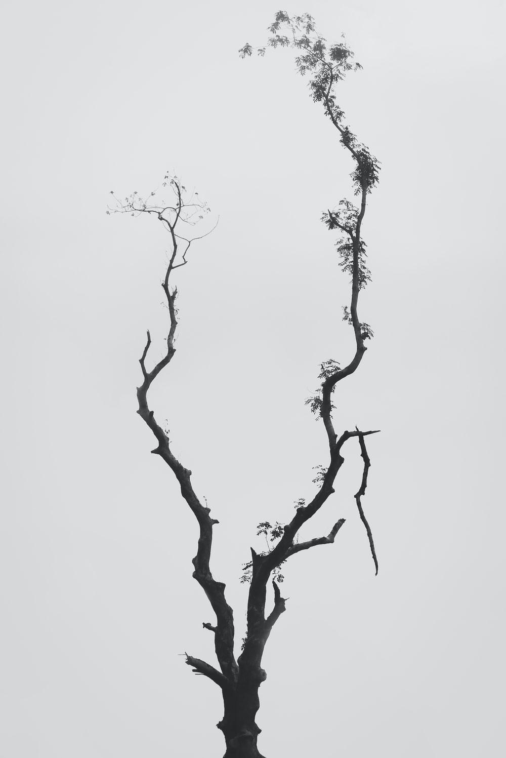 1000x1497 Tree Branches Picture. Download Free Image