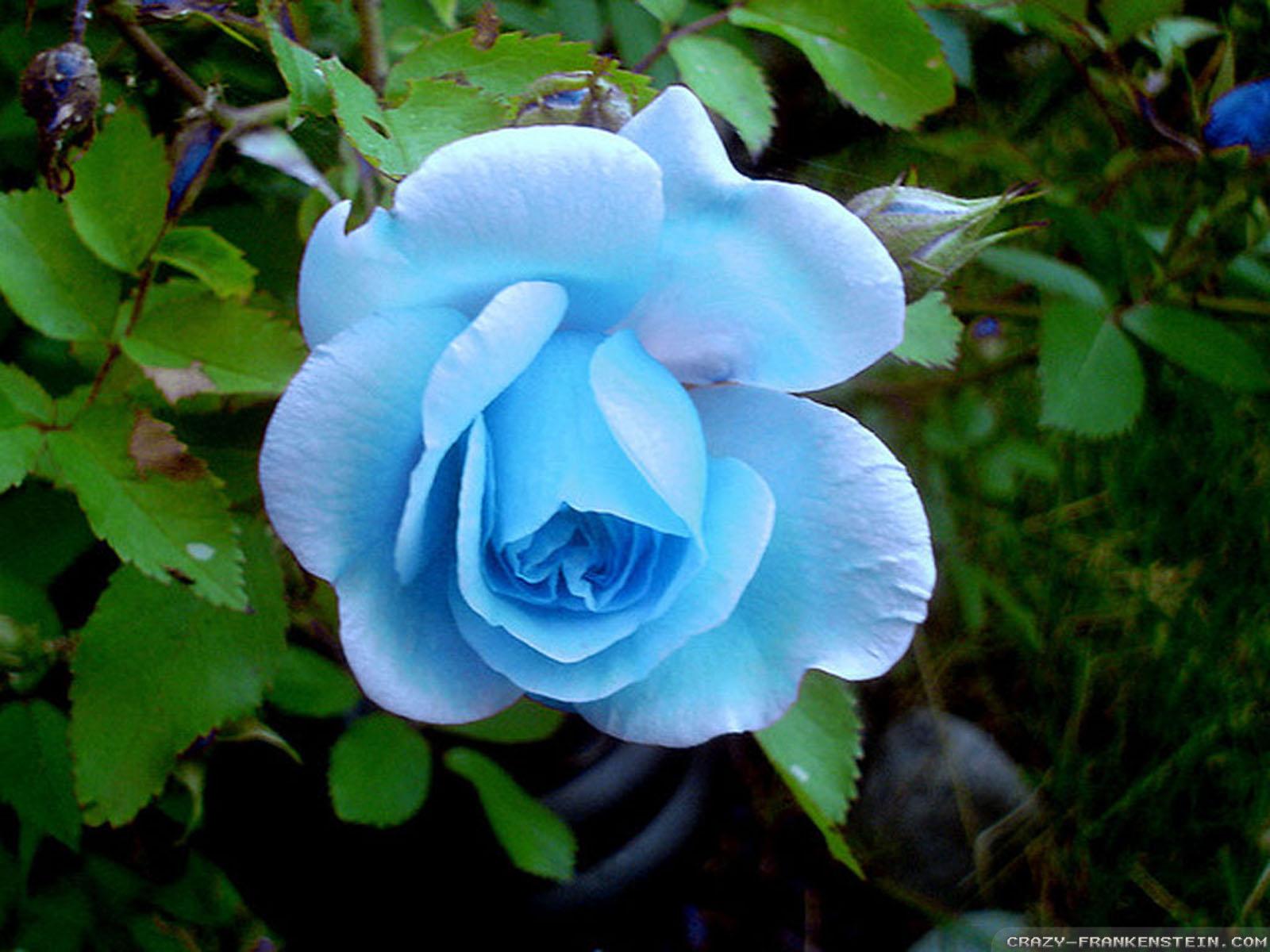 Light Blue Roses Wallpapers Top Free Light Blue Roses Backgrounds