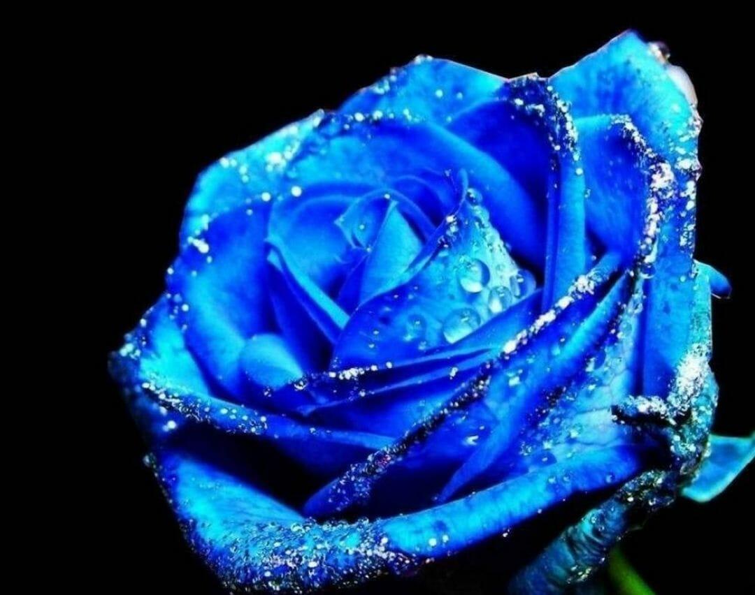 1080x852 Cute Blue Roses Wallpaper / iPhone HD Wallpaper Background Download (png / jpg) (2021)