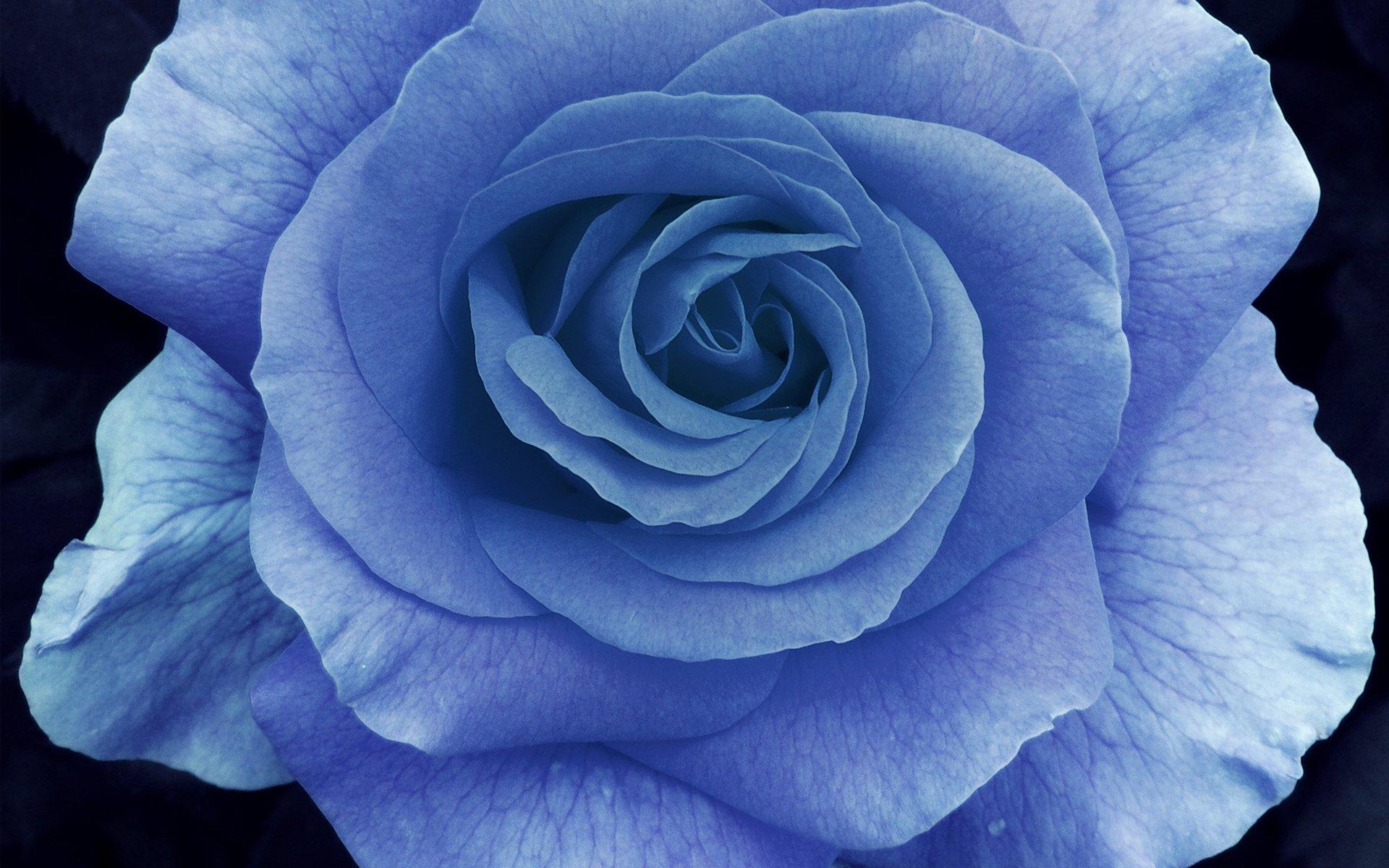 1920x1200 Light Blue Rose HD Wallpaper