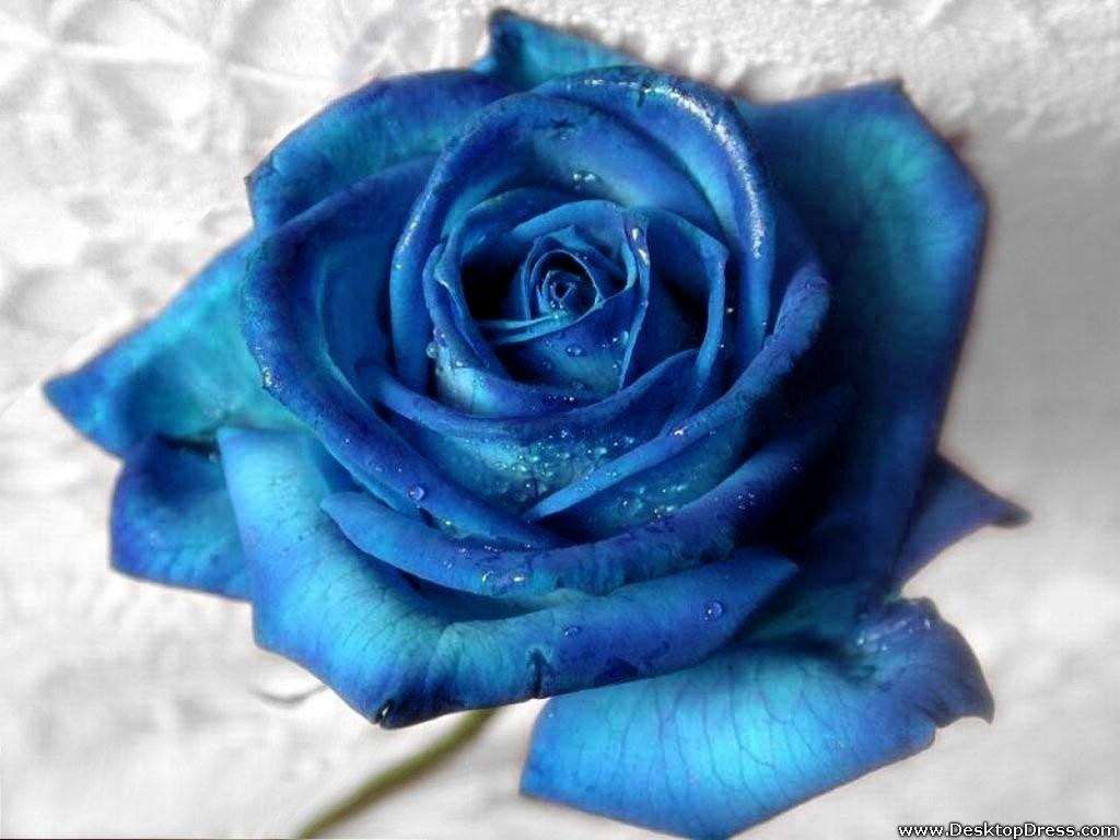 1024x768 Desktop Wallpaper Flowers Background Best Rose Aqua Blue
