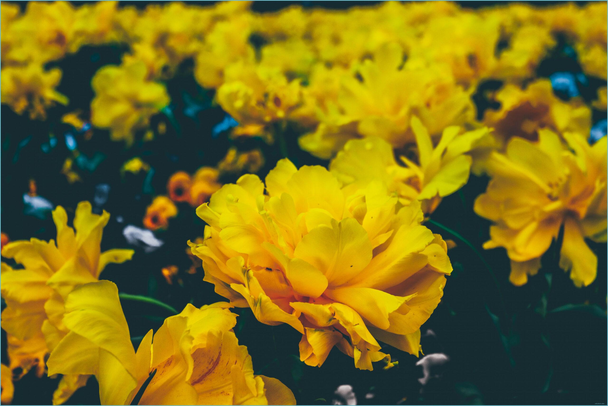 2560x1707 Yellow Flower Aesthetic Computer Wallpaper Free Yellow Yellow Flower Wallpaper