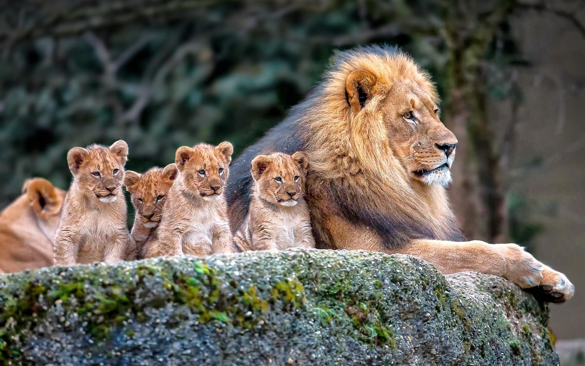 1920x1200 Download nature animal wallpaper HD Book Source for free download HD, 4K & high quality wallpaper