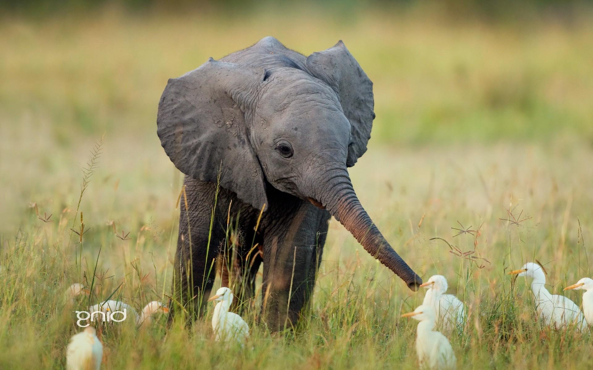 1920x1200 elephants duck nature friendship landscape baby animals wallpaper