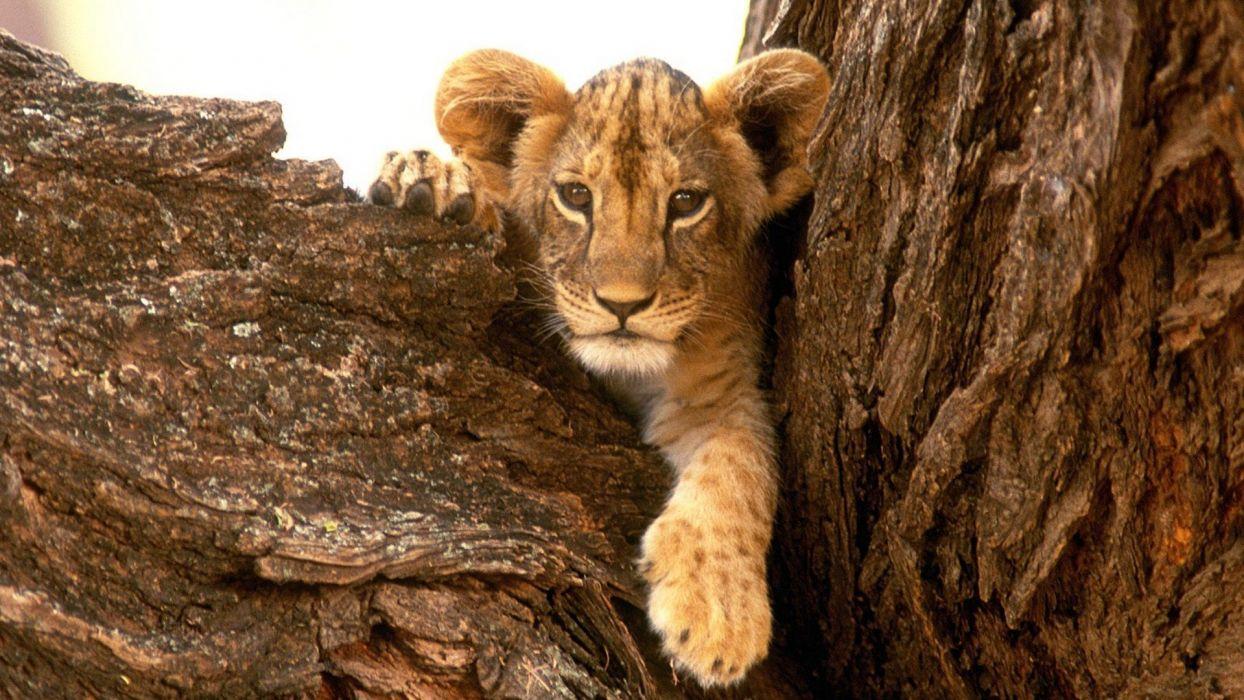 1244x700 Nature animals wildlife lions furry baby animals wallpaperx1080