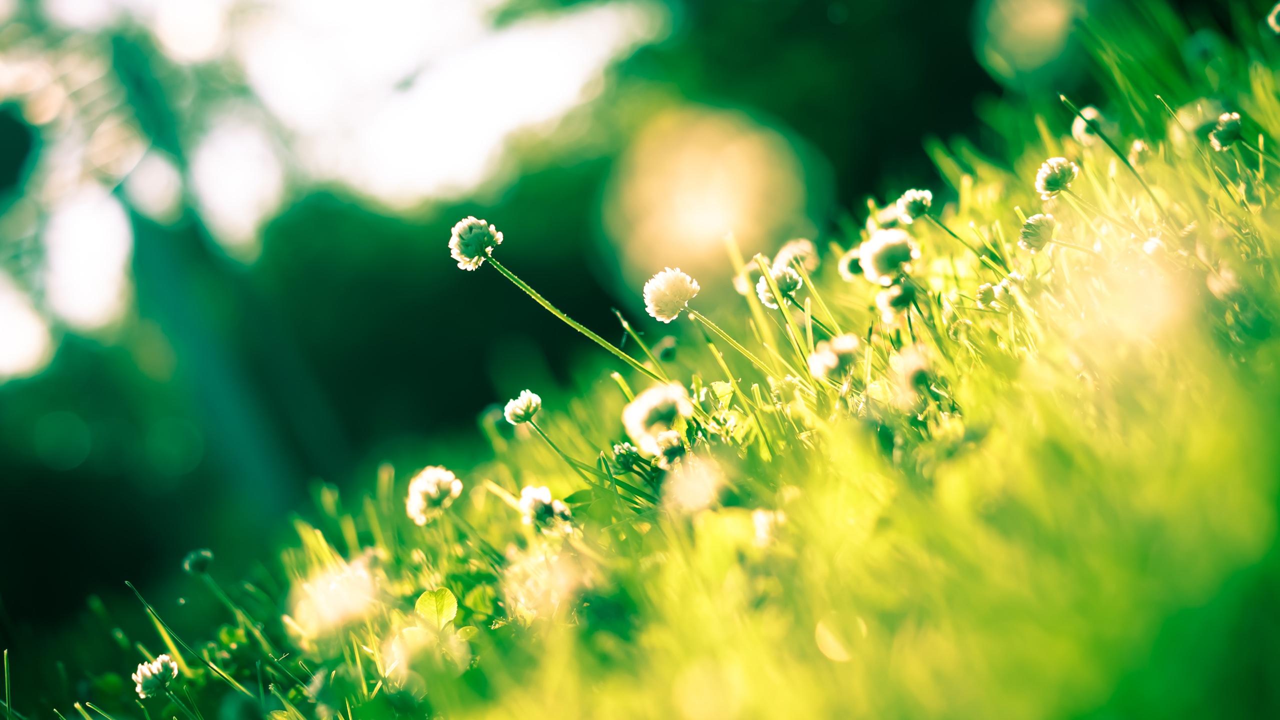 2560x1440 Close Up Photo of Dandelion · Free