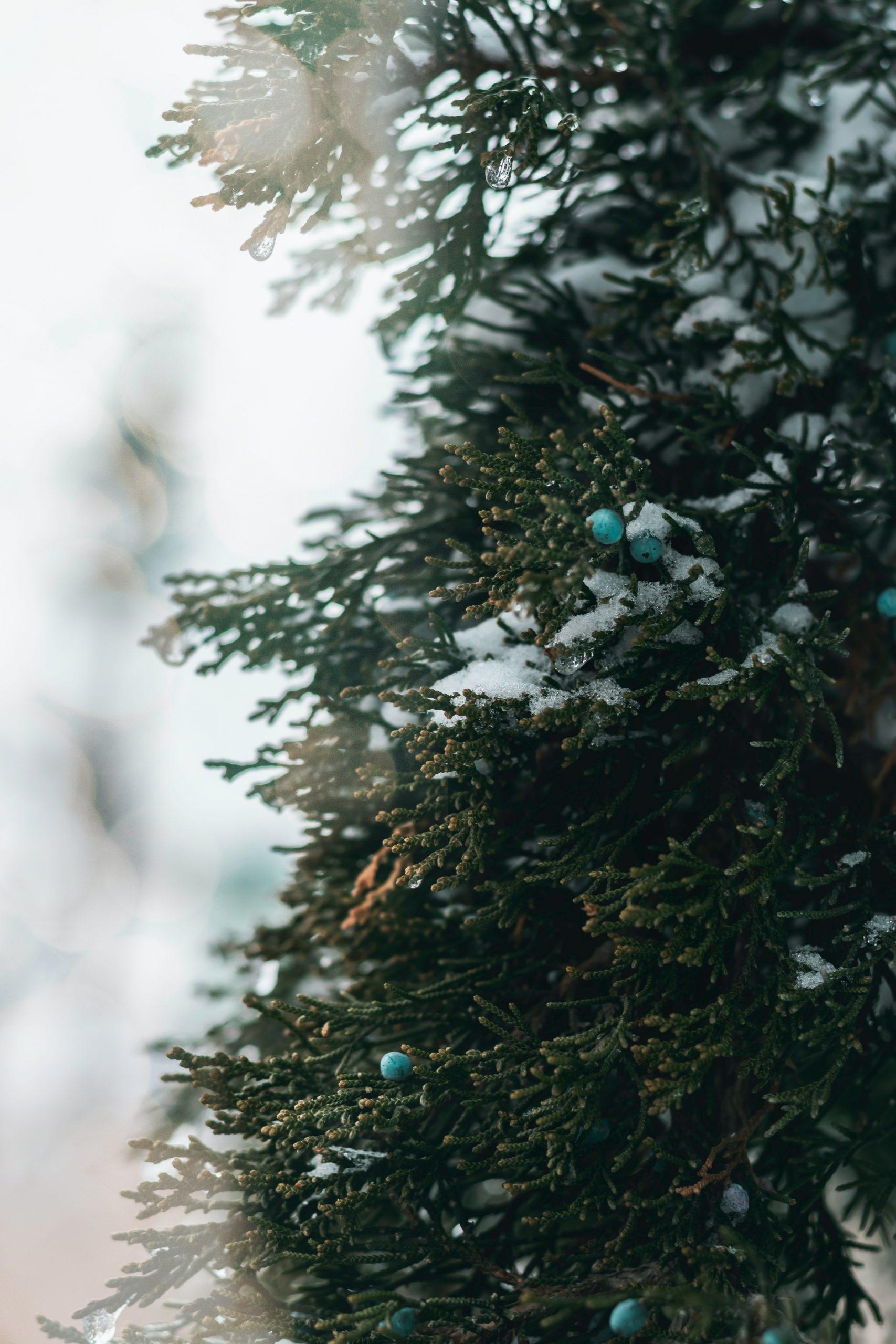 1707x2560 Wallpaper for Your iPhone this Christmas