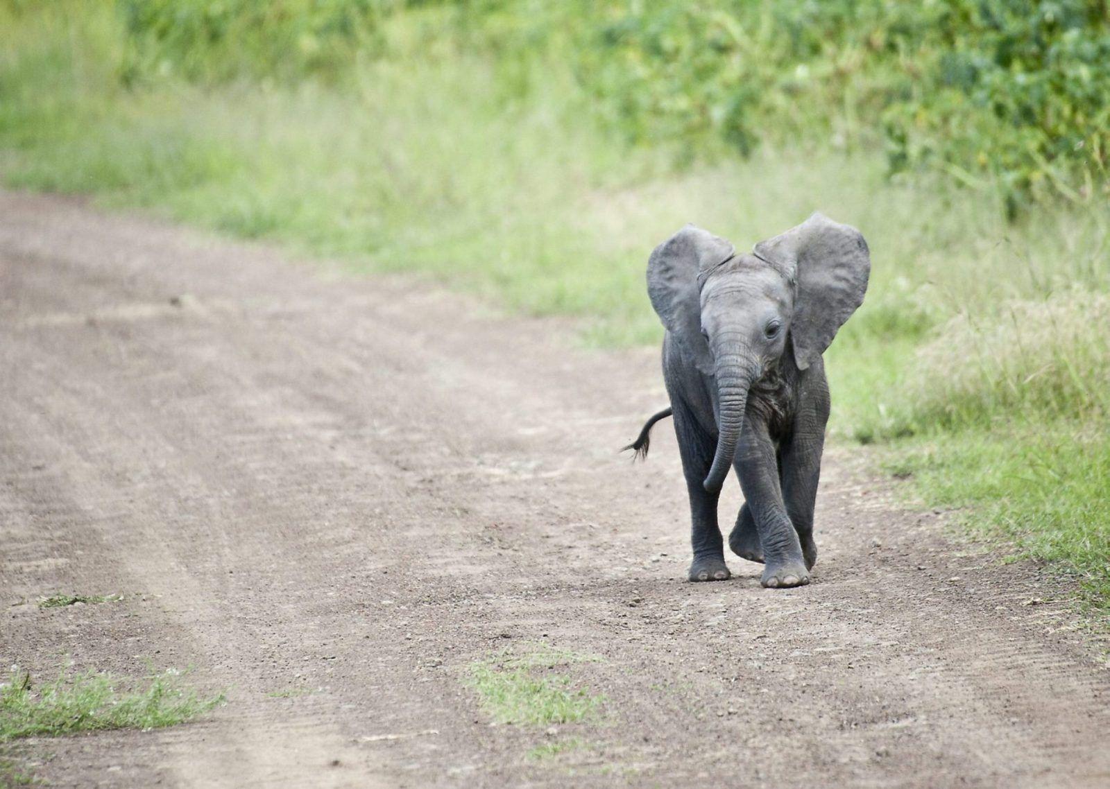 1600x1138 African Elephant Wallpaper Top Wallpaper Desk×900 Elephant Background For Desk Wa. Cute baby elephant, Elephant picture, Baby elephant picture