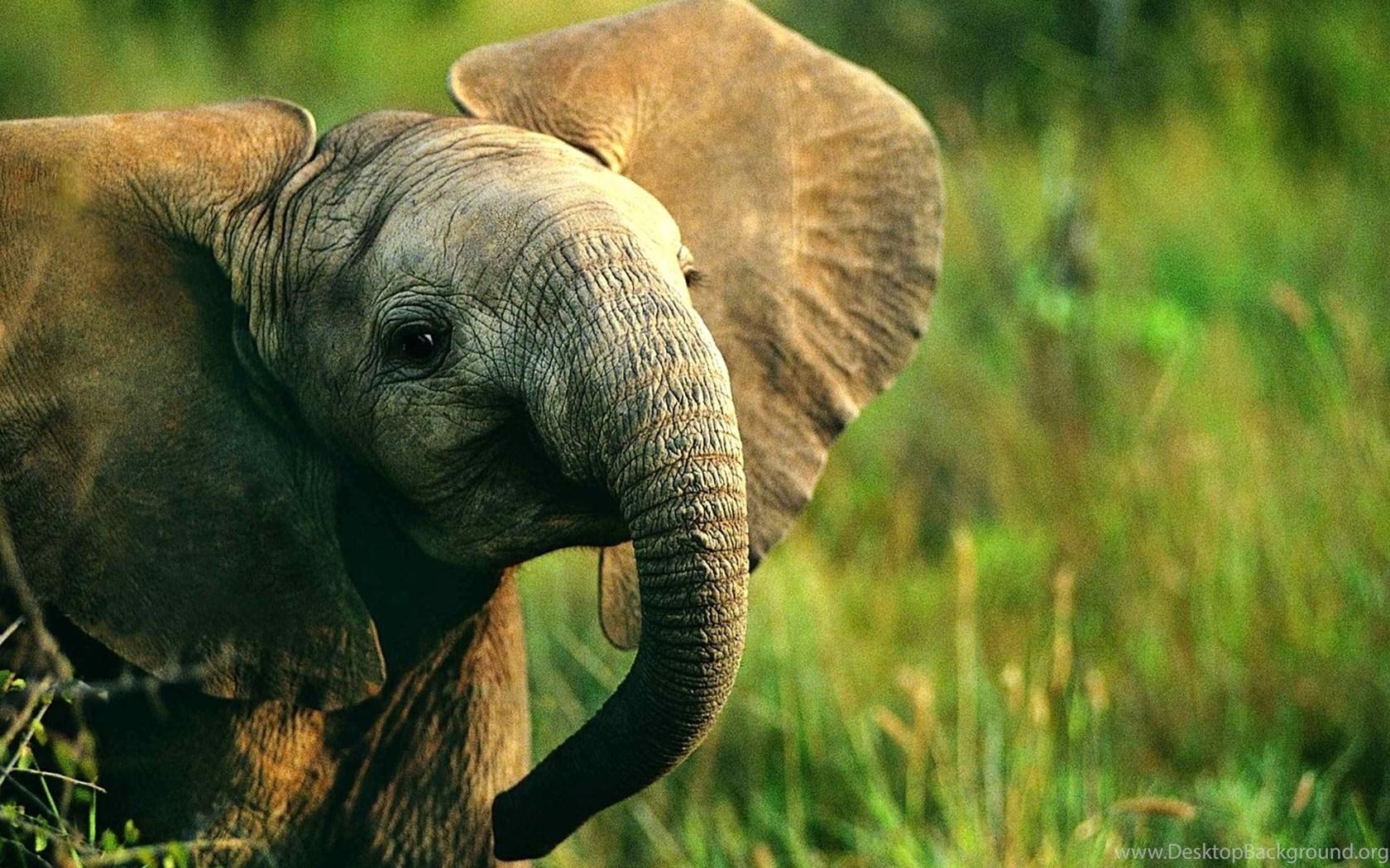 1680x1050 Animal Baby Wallpaper