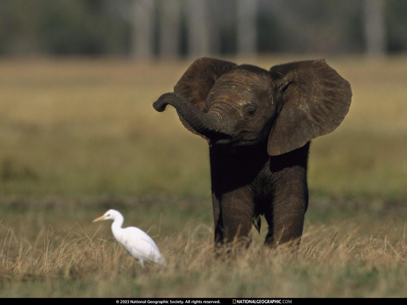 1600x1200 birds animals national geographic elephants baby elephant baby animals