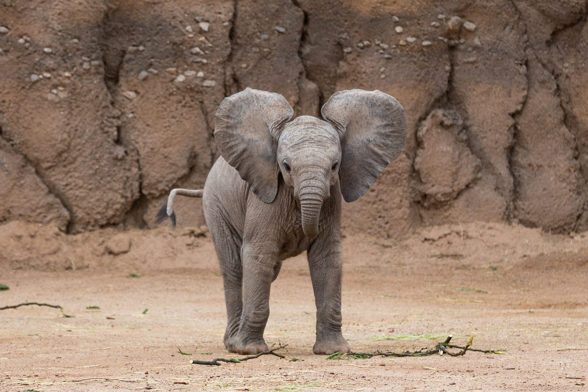 2048x1365 Elephant Image Free Download