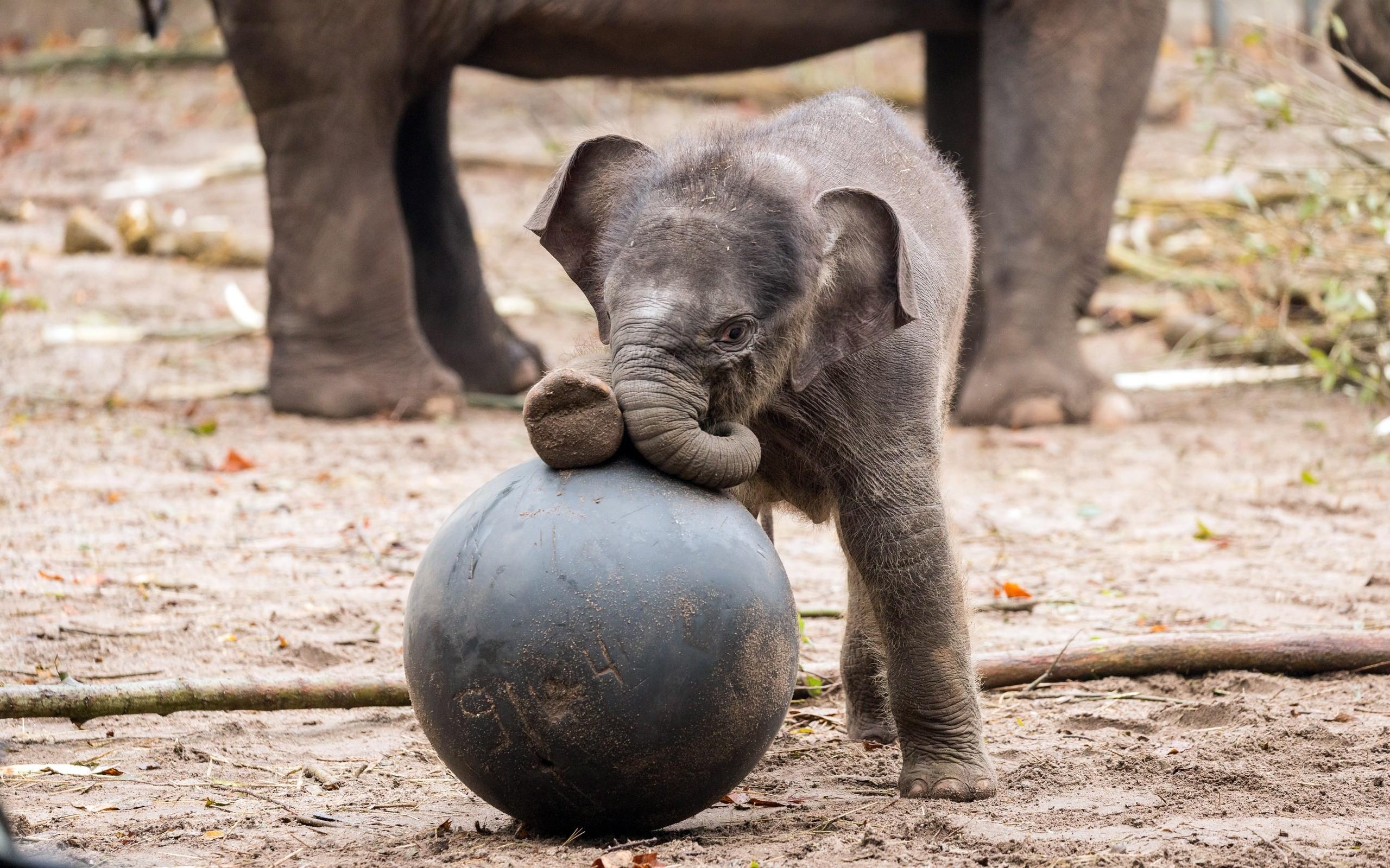 2560x1600 Desktop Wallpaper Baby Elephant Animal, HD Image, Picture, Background, P9kj98