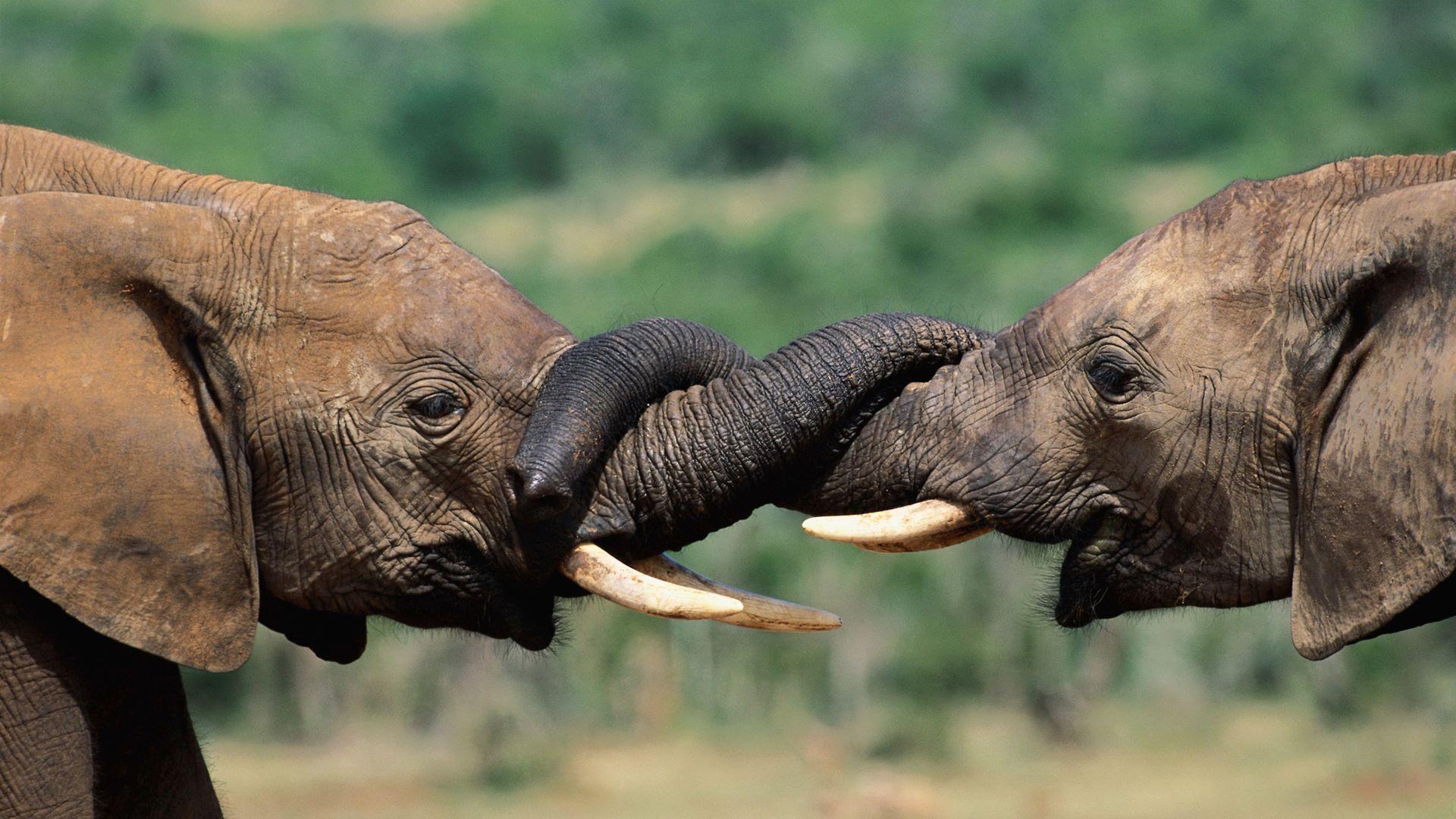 1920x1080 Baby Elephant Beautiful Desktop Wallpaper