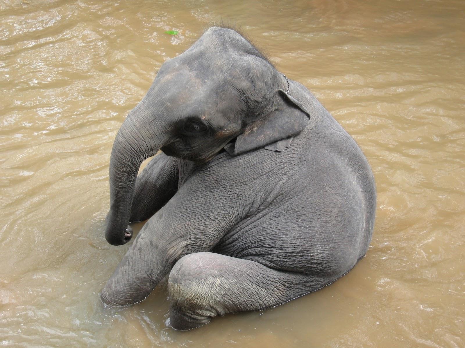 1600x1200 elephant HD wallpaper. Movies Songs Lyrics