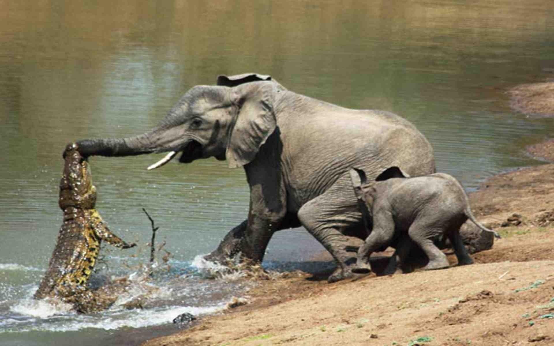 1920x1200 Elephant Wallpaper HD Wallpaper Elephants HD Wallpaper