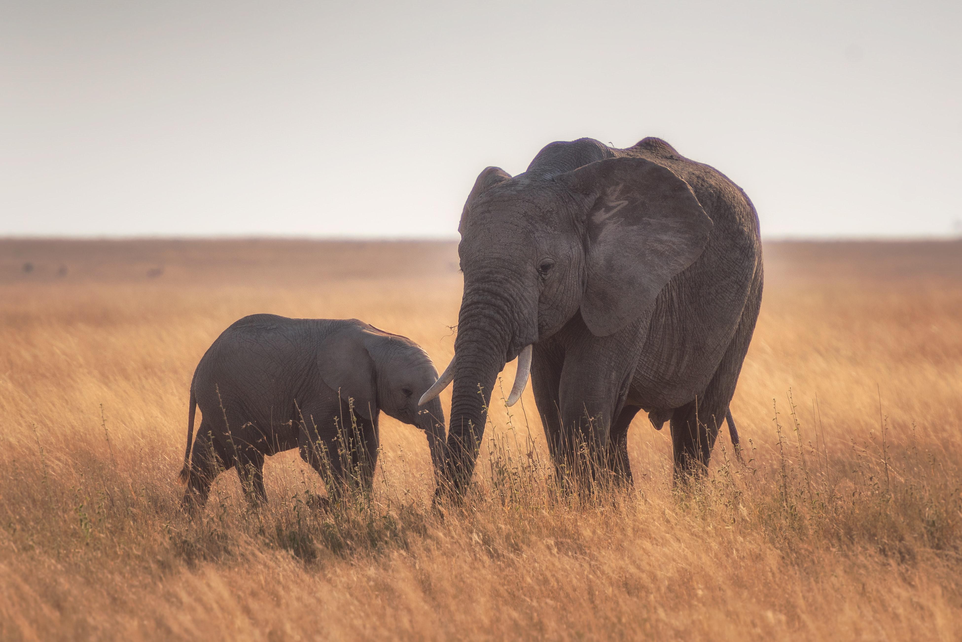 3902x2605 Wallpaper 4k Mother Baby Elephant 4k Wallpaper