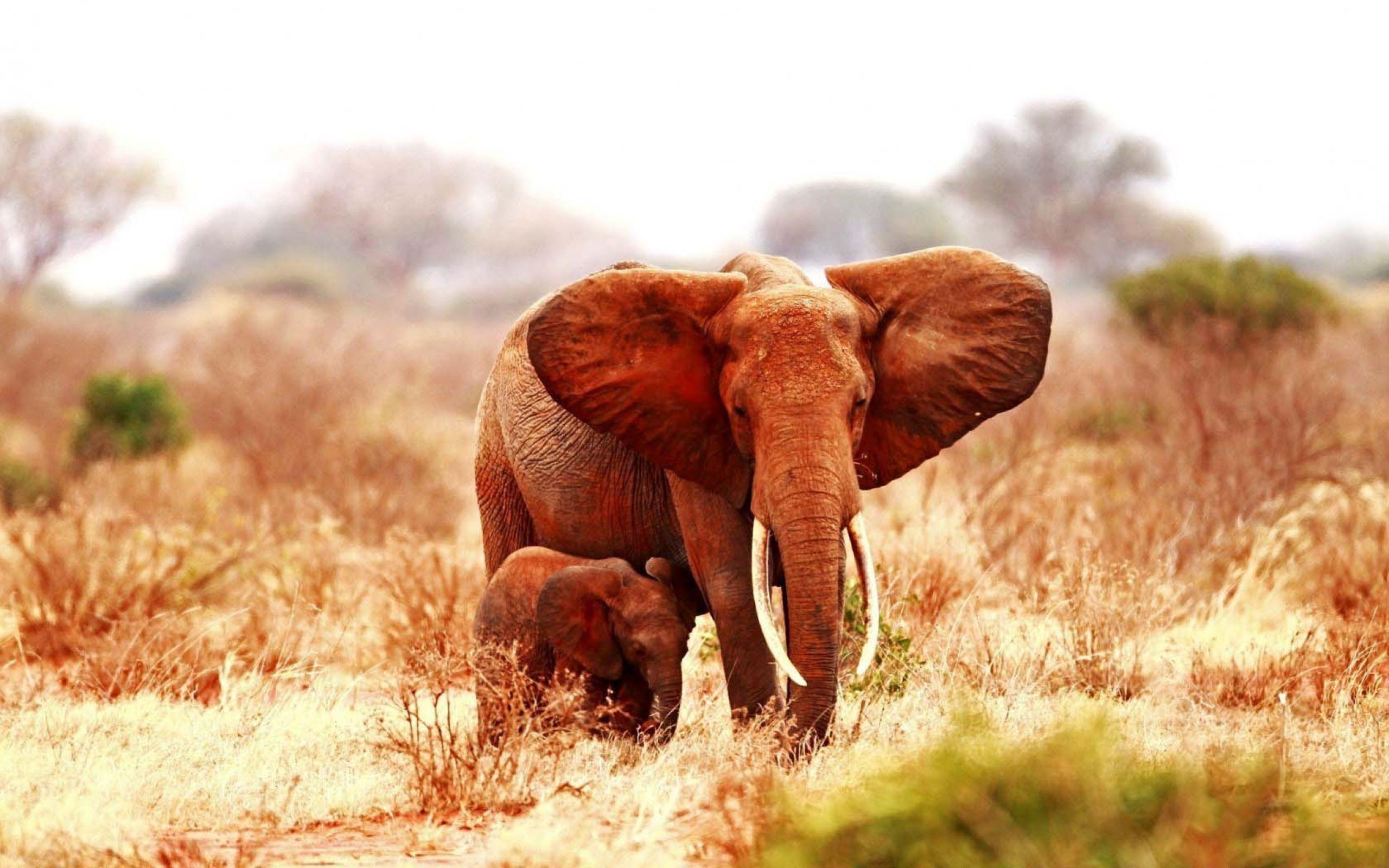 2560x1600 Elephant Baby Elephant Wallpaper and Birds Wallpaper. All is Wall