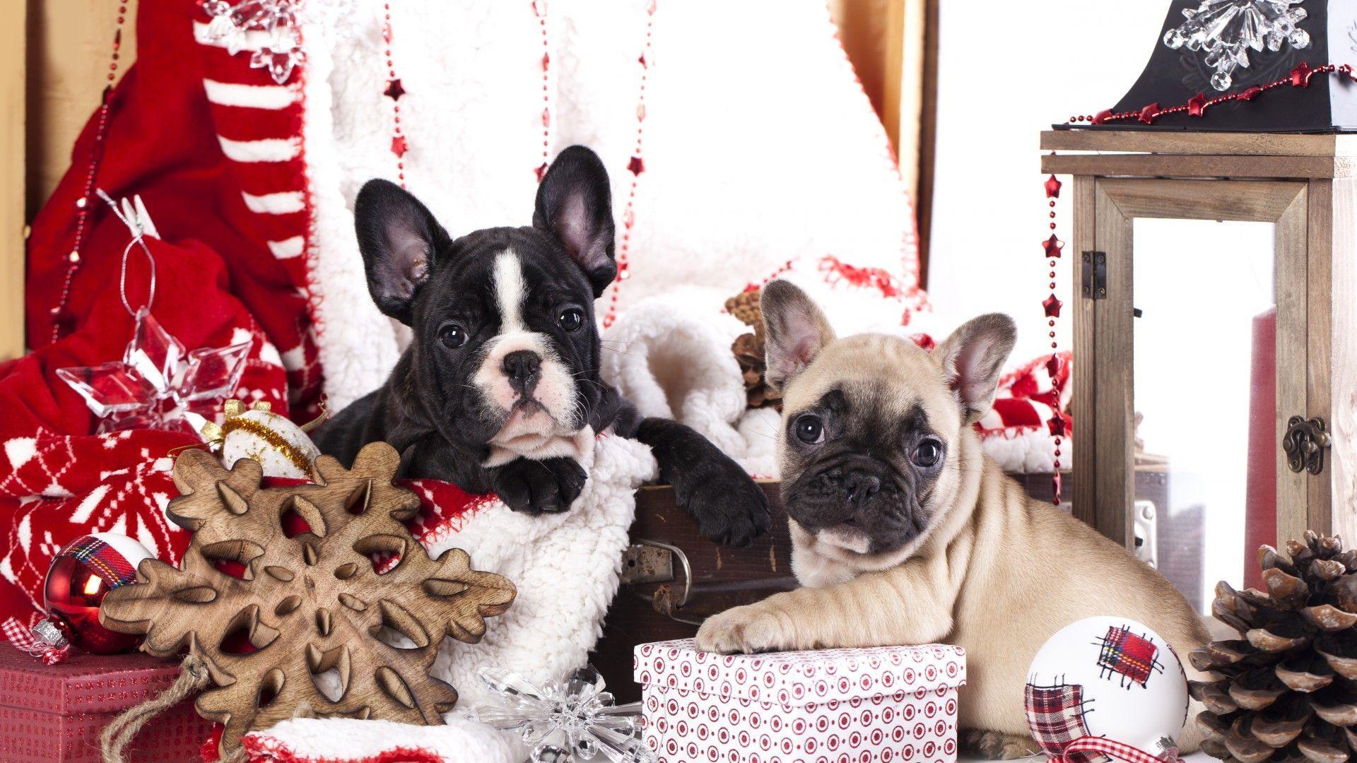 1920x1080 Boston Terrier Christmas Wallpaper, HD Boston Terrier Christmas Background