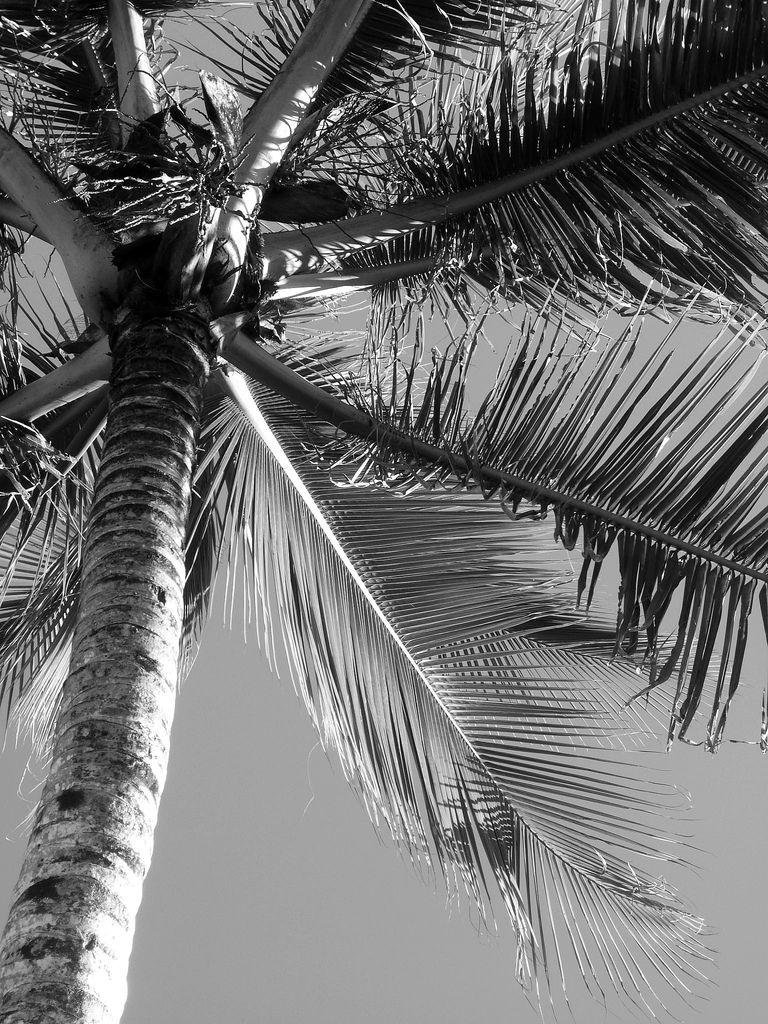 768x1024 Palm Tree in Black & White. Black and white photo wall, Black and white picture wall, Black and white picture