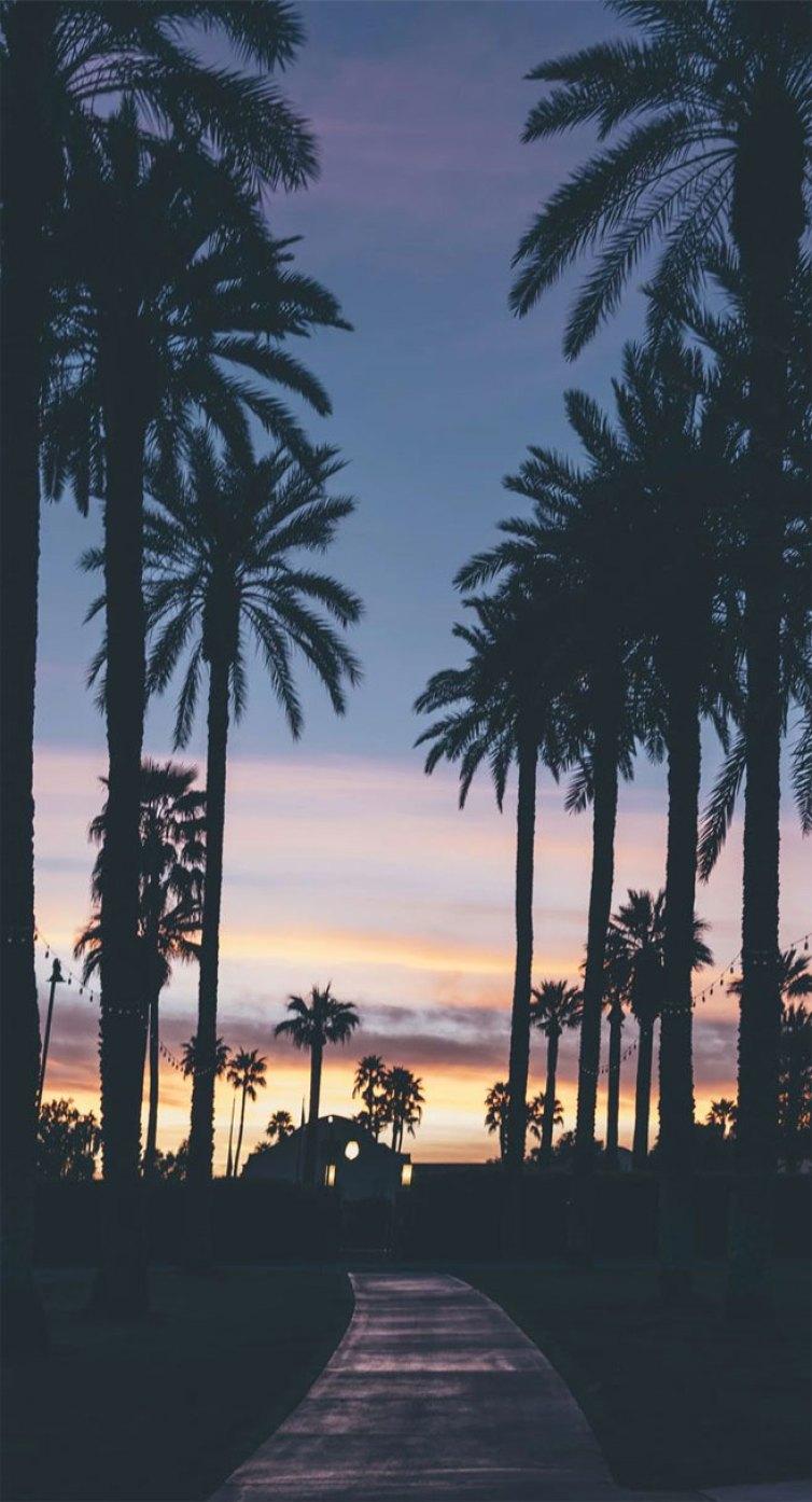 754x1394 Palm tree iPhone Wallpaper