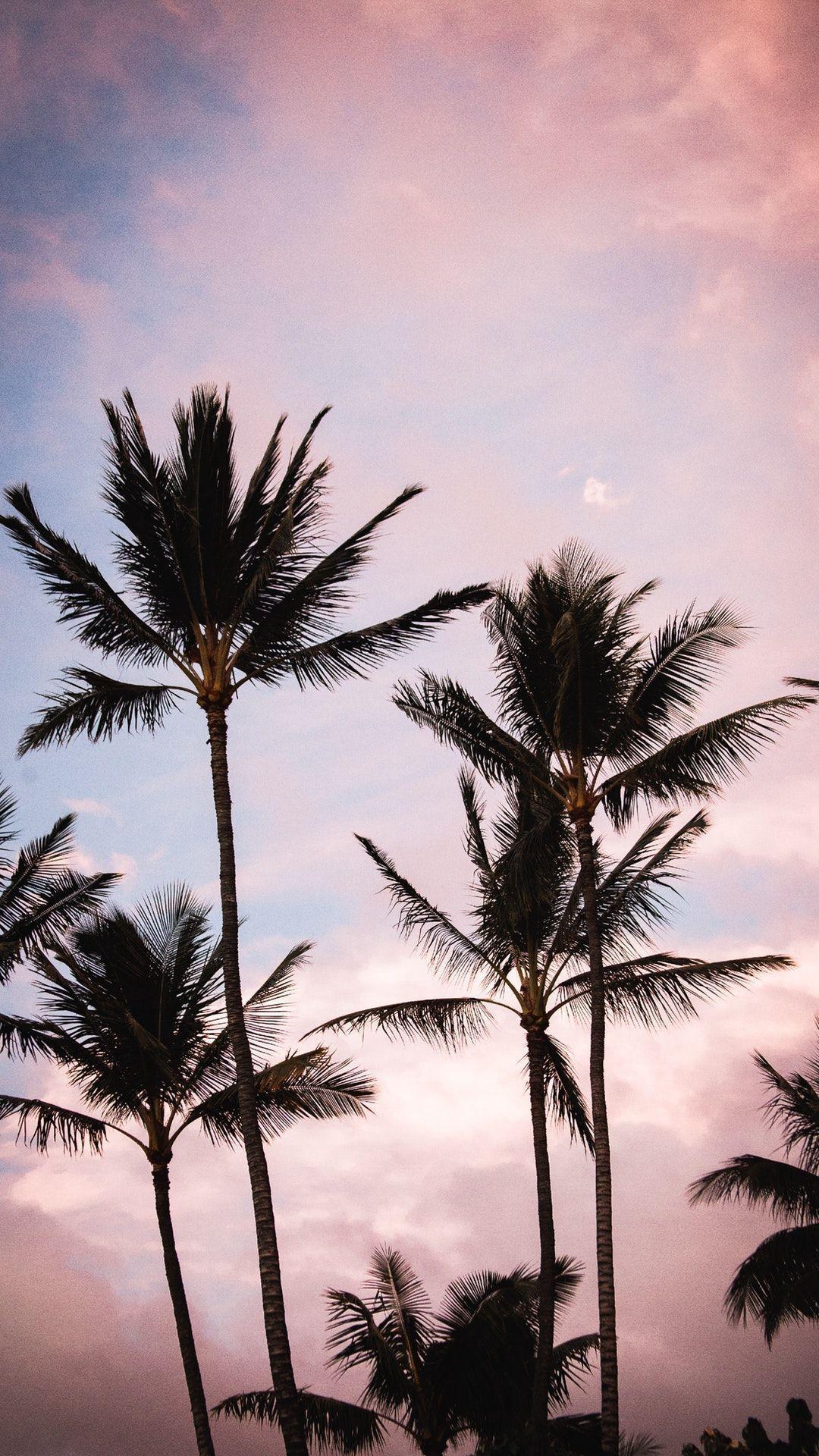 1080x1920 Aesthetic Palm Tree Wallpaper, HD Aesthetic Palm Tree Background on WallpaperBat