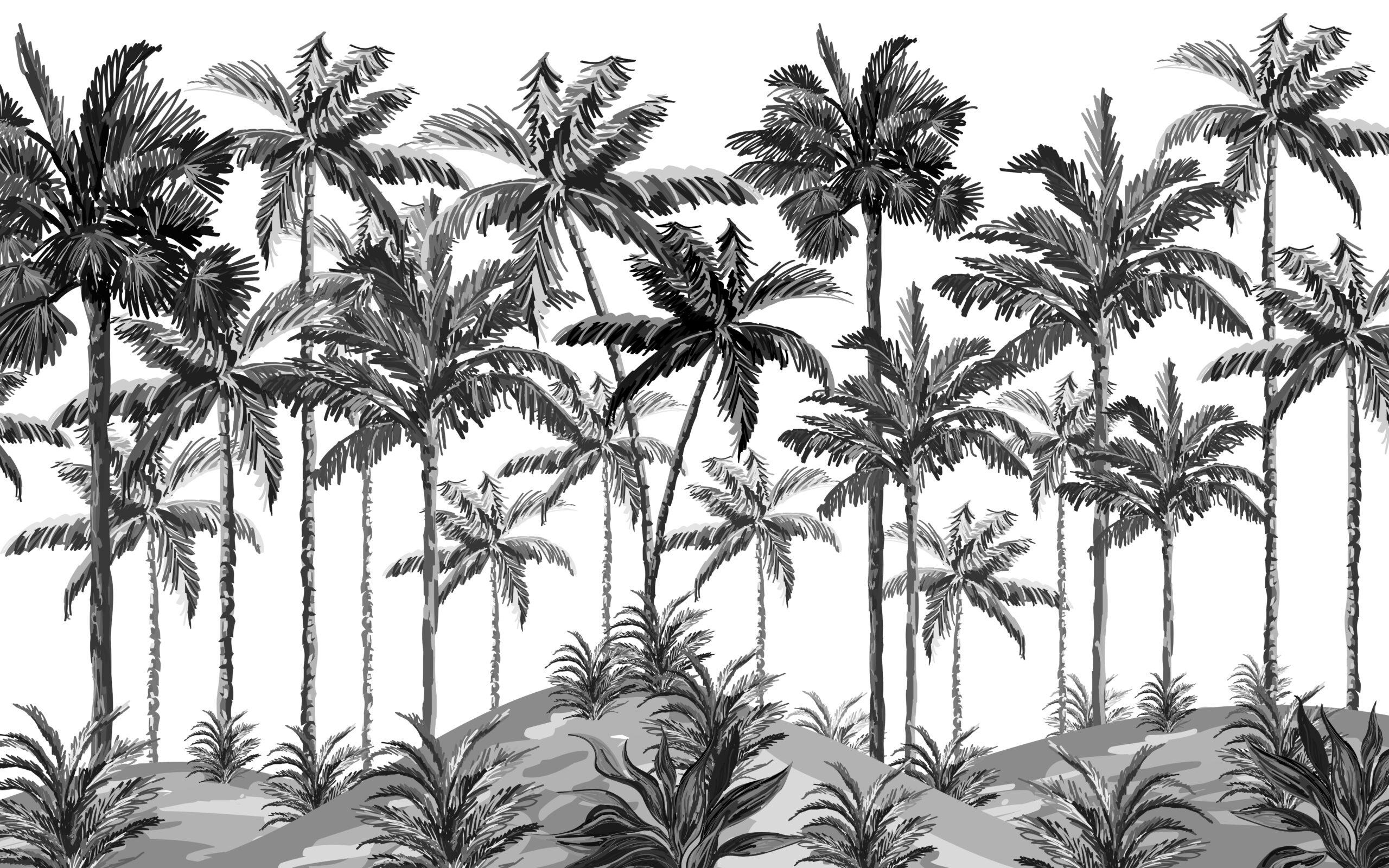 Black and White Palm Tree Wallpapers Top Free Black and White Palm