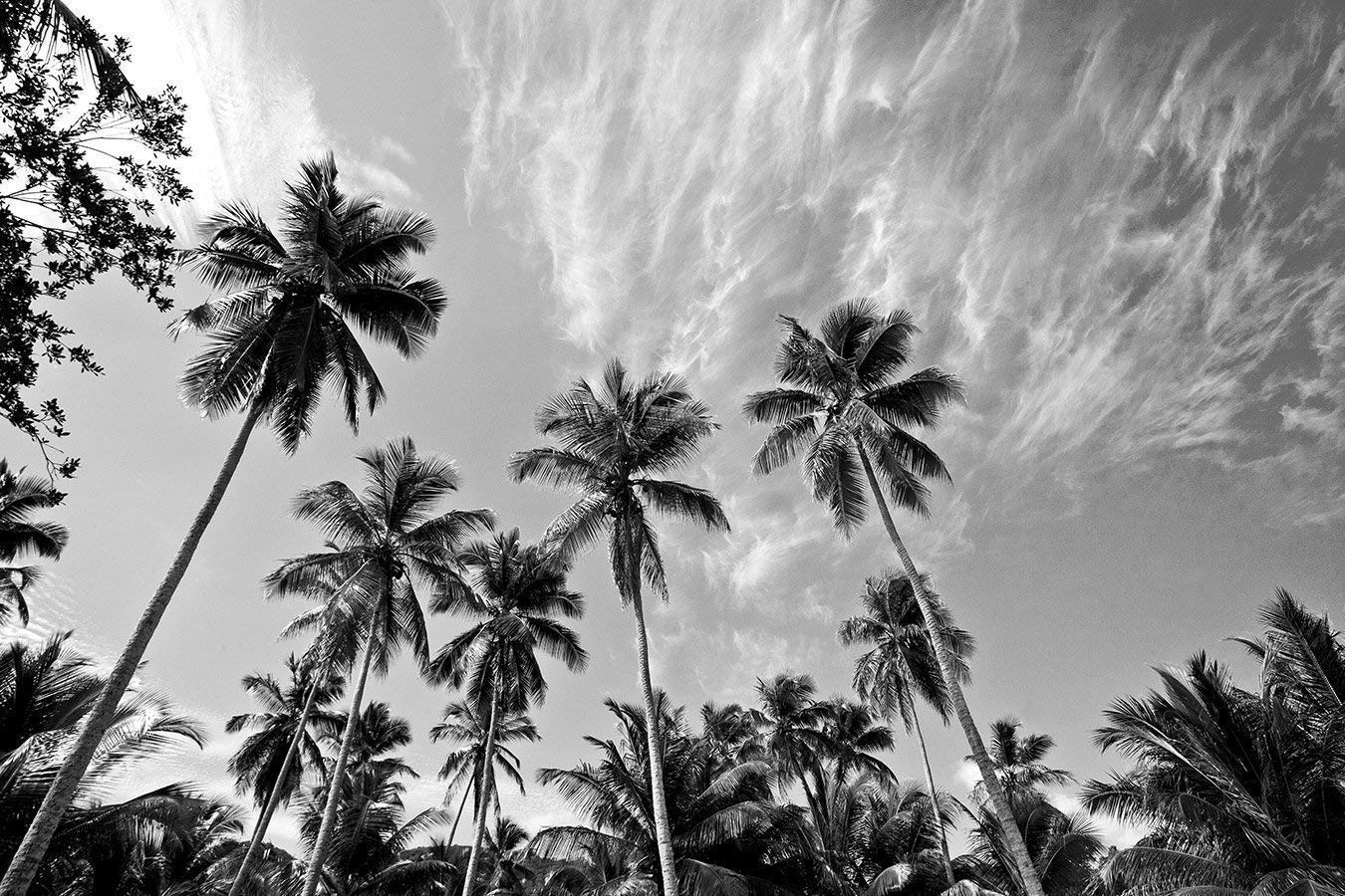 Exotic Lands Black and White Palm Tree Wallpaper  Forest Homes