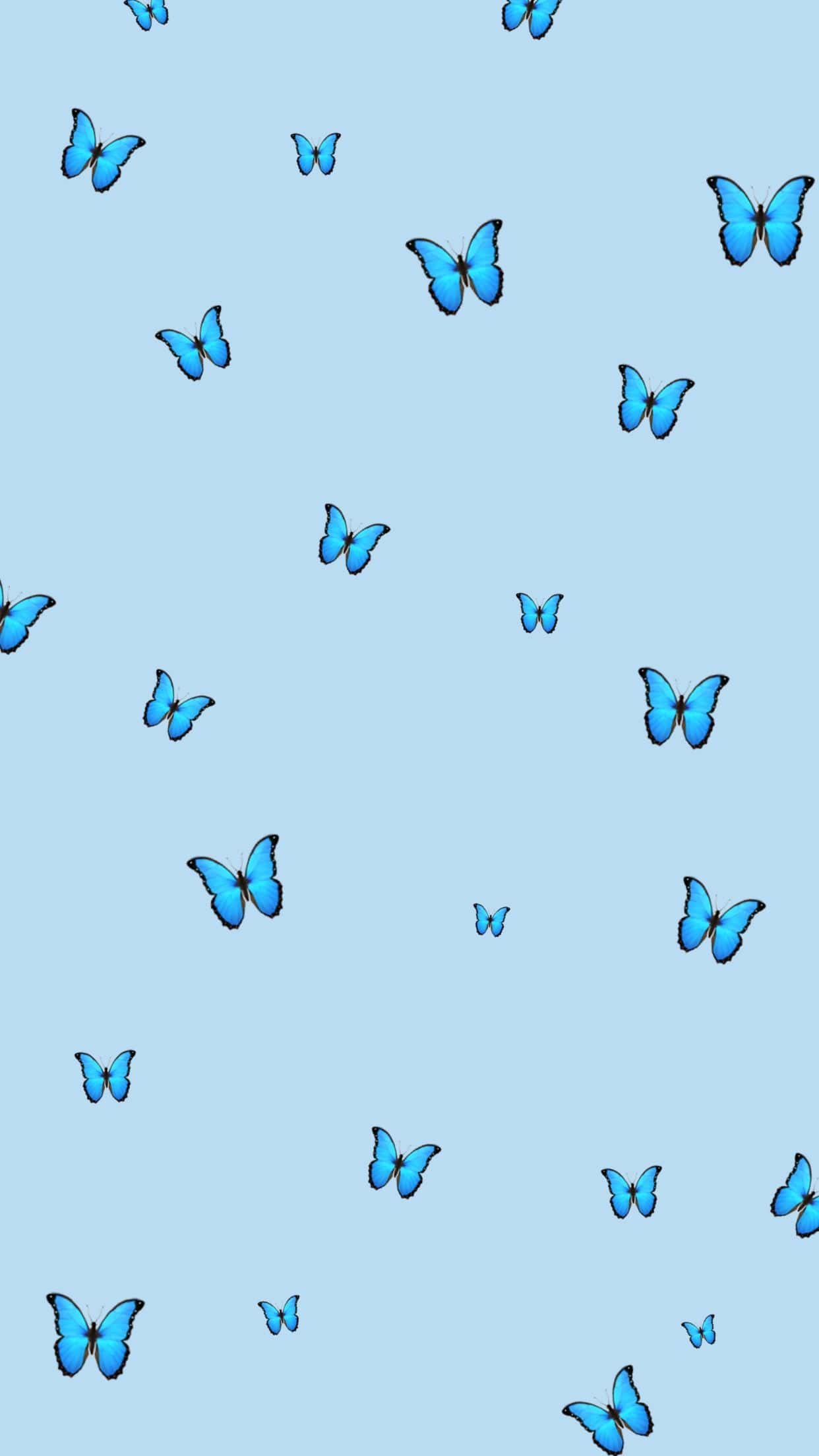 1242x2208 Blue Butterfly Wallpaper