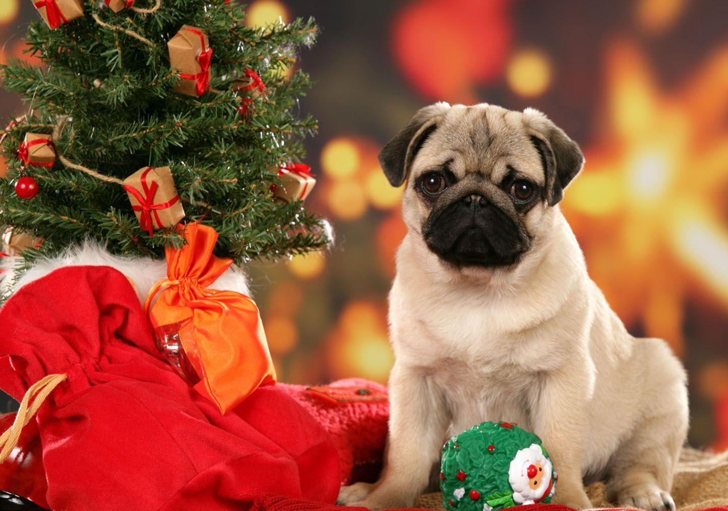 Christmas Pug Wallpapers - Top Free Christmas Pug Backgrounds -  WallpaperAccess