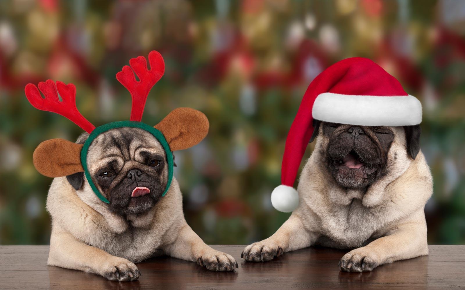 Christmas Pug Wallpapers - Top Free Christmas Pug Backgrounds