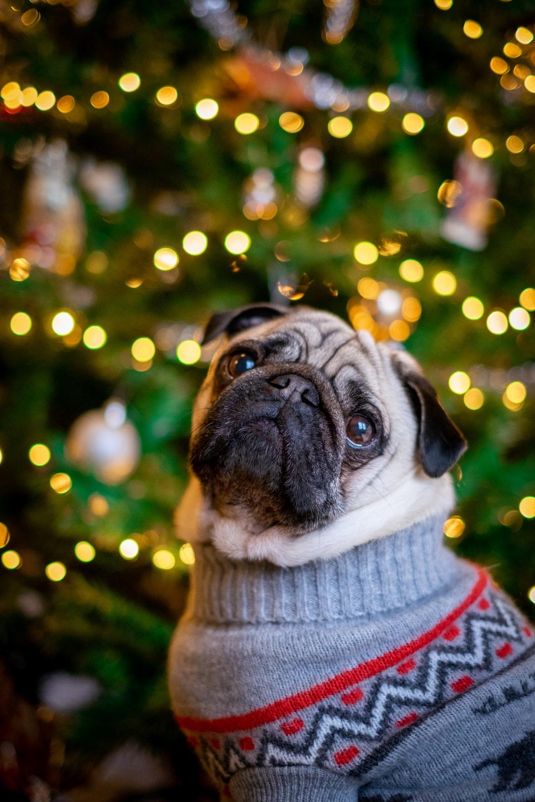 Christmas Pug Wallpapers - Top Free Christmas Pug Backgrounds ...